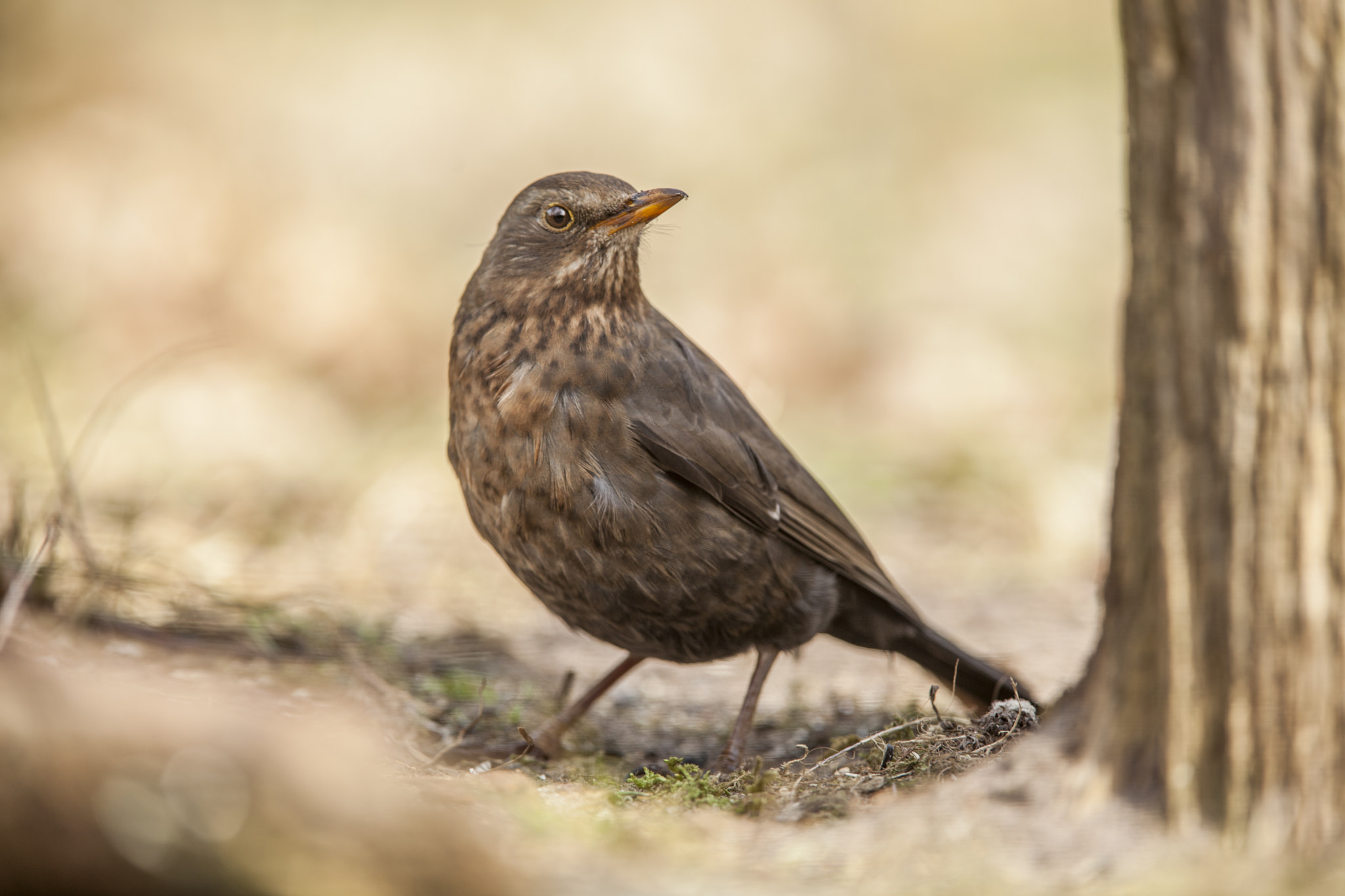 Canon EF 300mm F2.8L IS USM sample photo. Merel photography