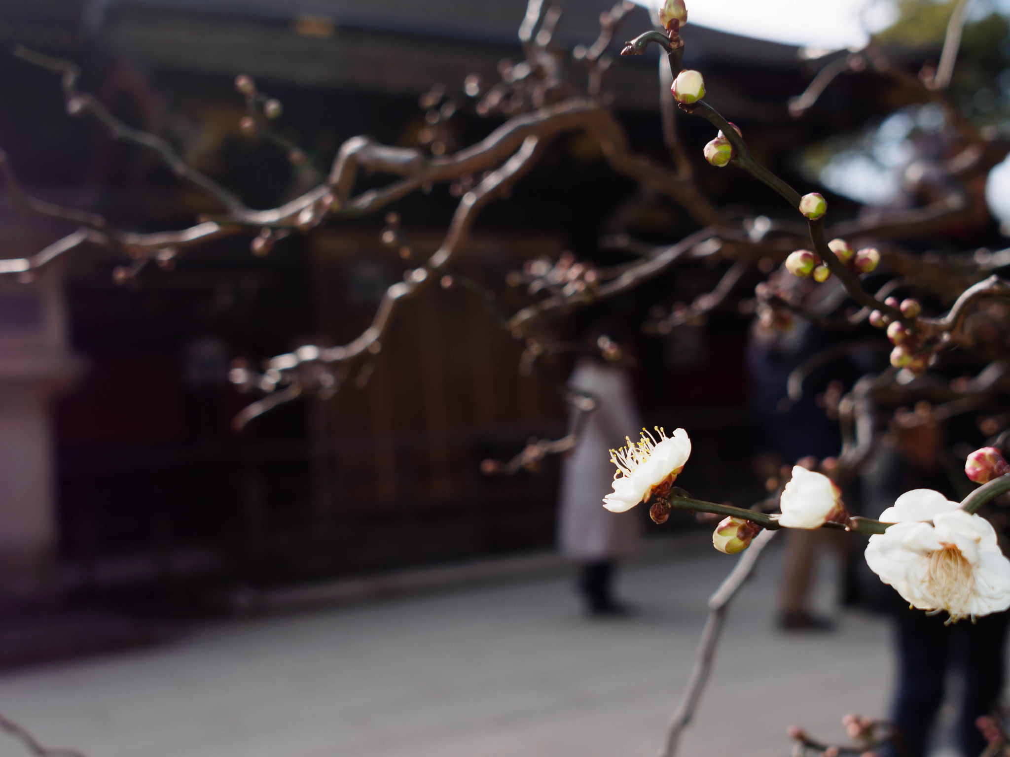 Olympus PEN E-PL6 + Sigma 19mm F2.8 DN Art sample photo. Spring yet? photography