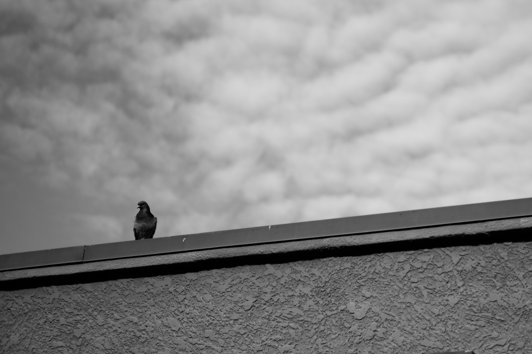 Leica M-Monochrom sample photo. Perch photography