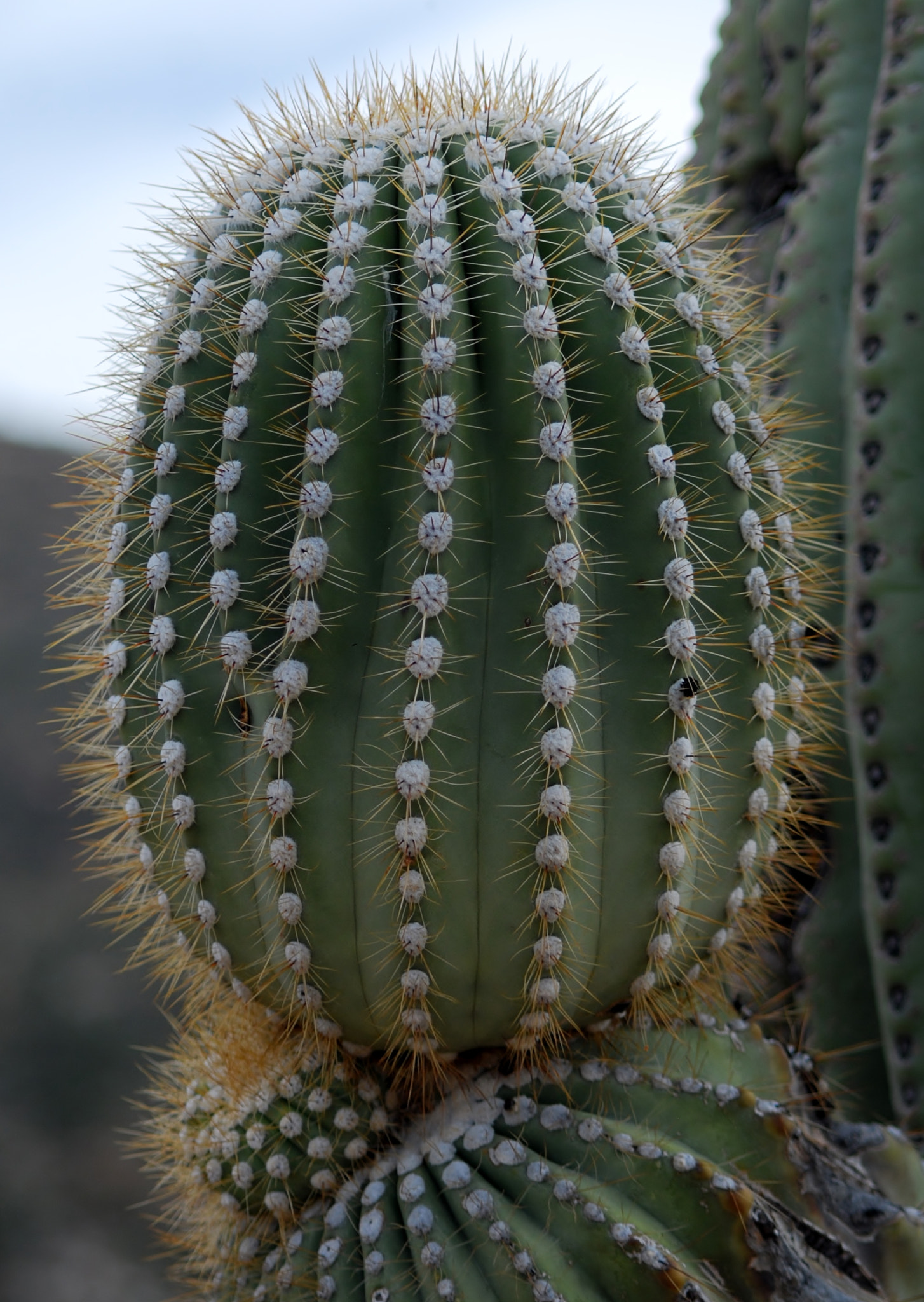 Nikon D80 + AF Nikkor 70-210mm f/4-5.6 sample photo. Homage to the desert photography
