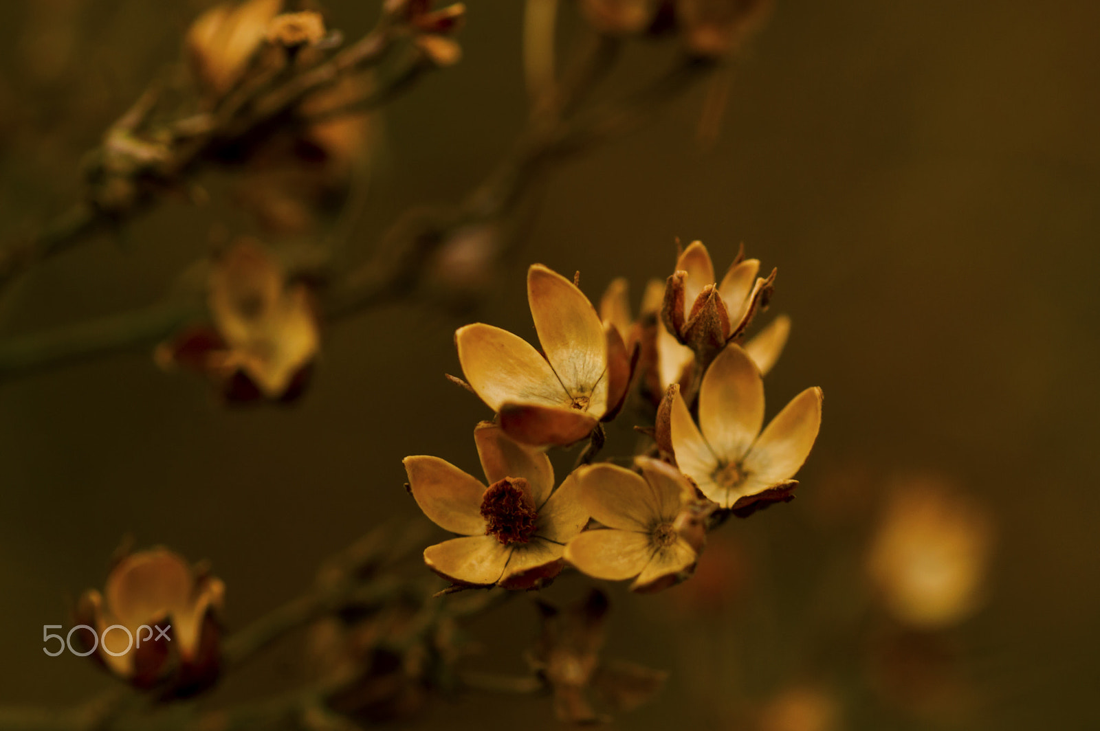 Tamron SP AF 90mm F2.8 Di Macro sample photo. Empty seed pods photography