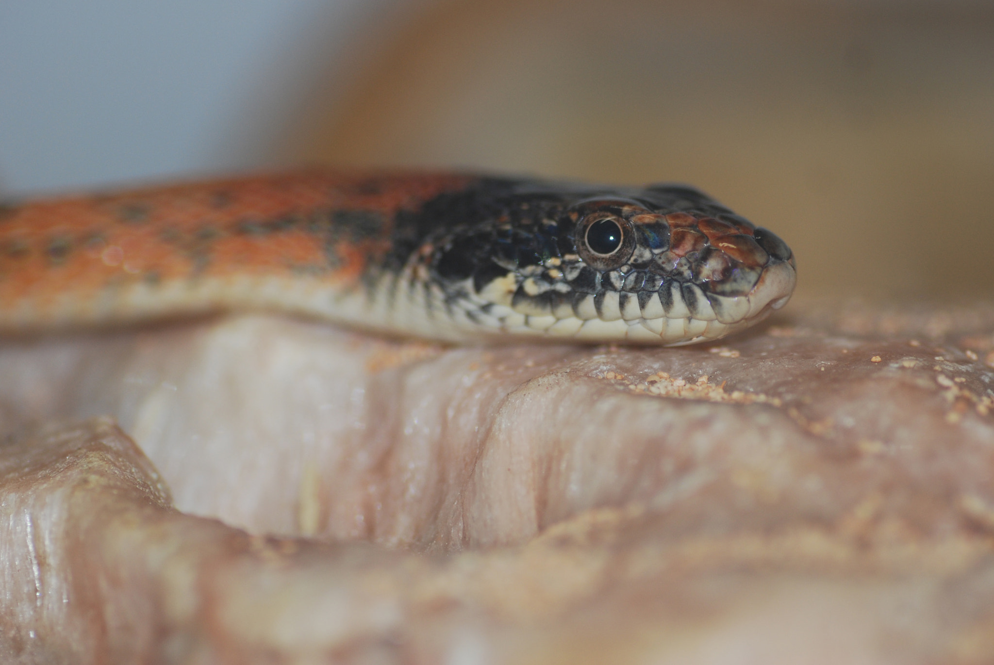 Nikon D40X sample photo. Snake photography