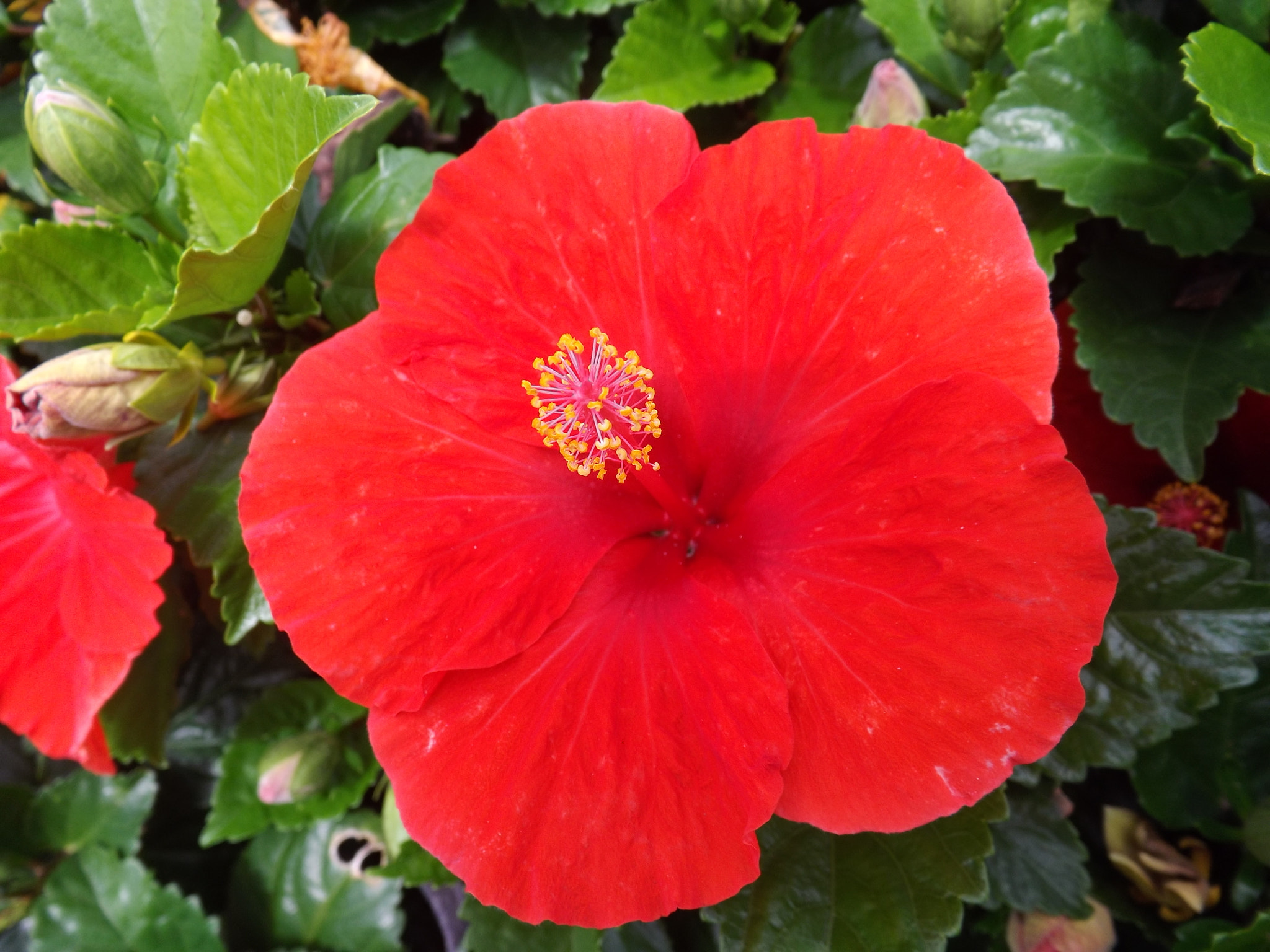 Fujifilm FinePix S4400 sample photo. Bright red hibiscus photography