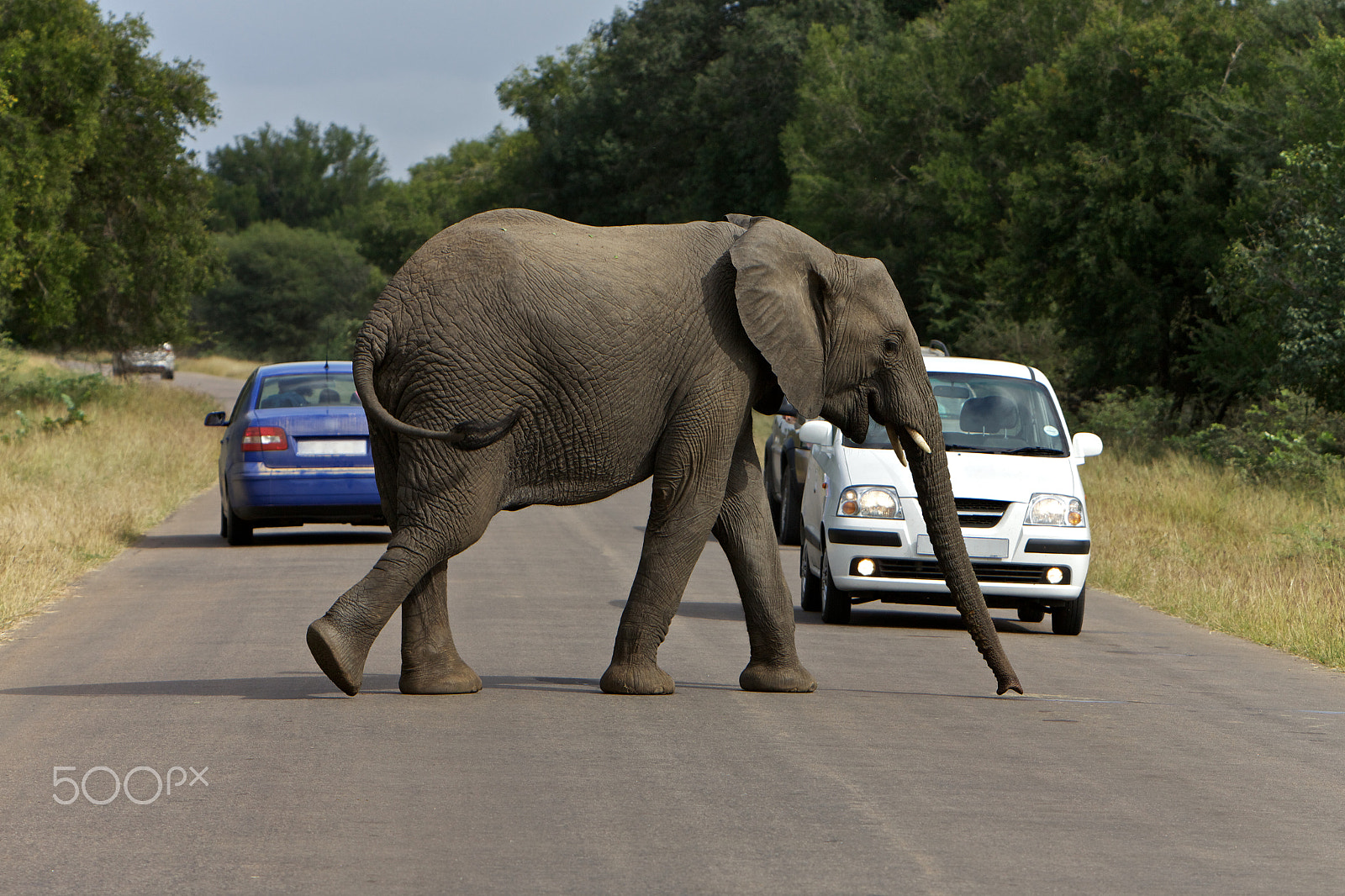 Canon EOS 5D Mark II + Canon EF 70-200mm F2.8L IS USM sample photo. Afircan elephant photography