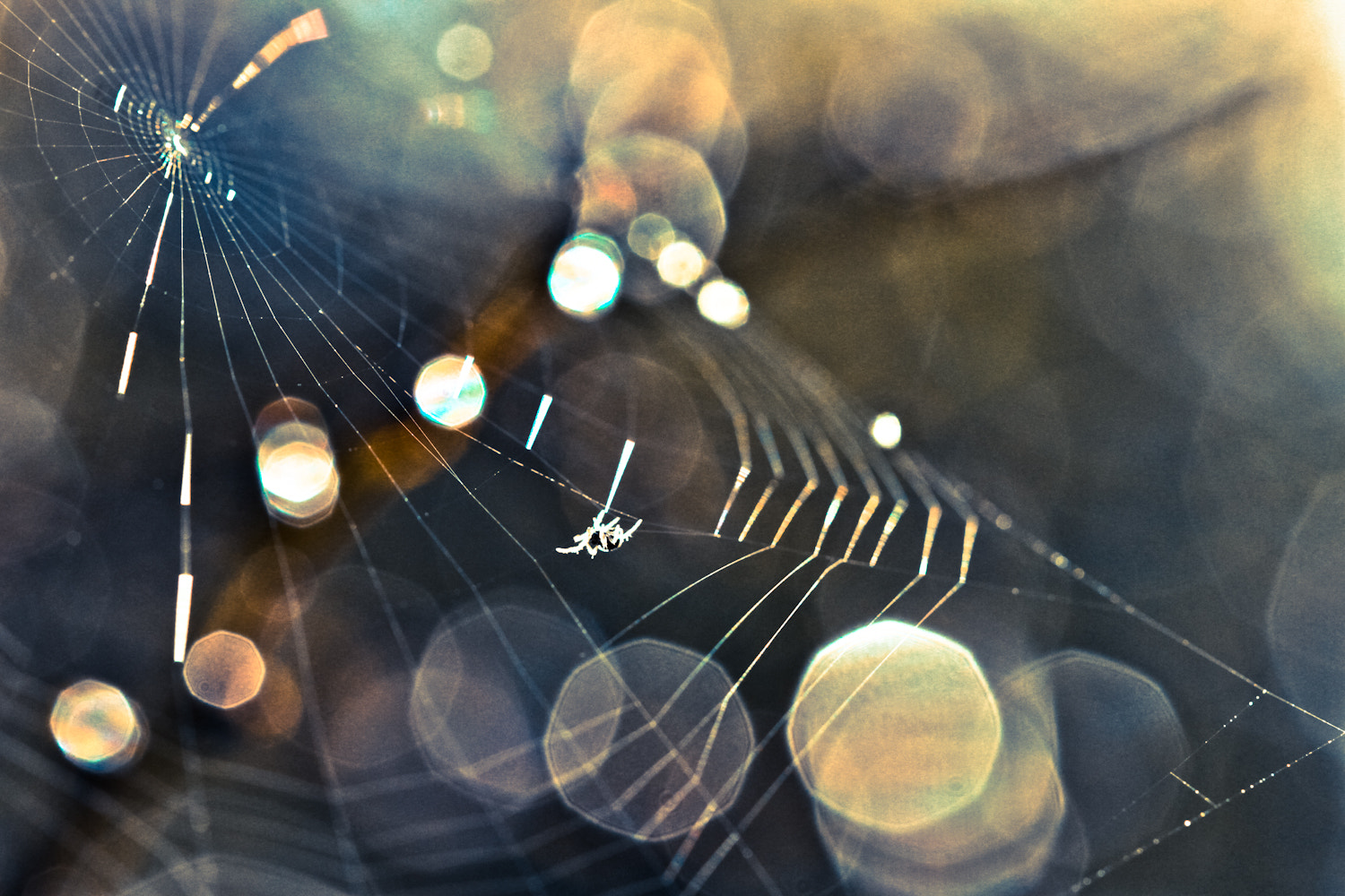 Canon EOS 7D + Canon EF 100mm F2.8 Macro USM sample photo. Luminous photography