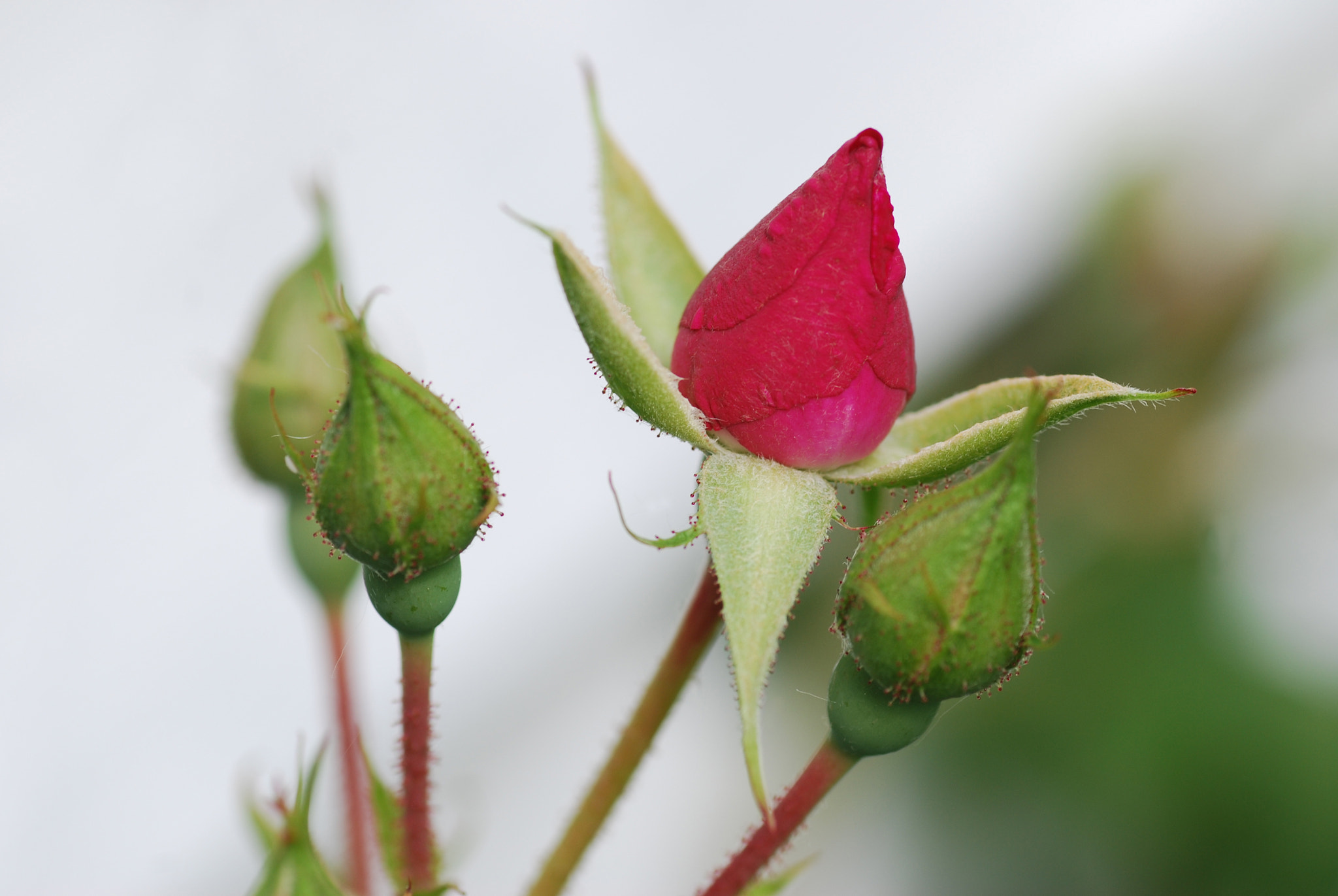 Nikon D40X sample photo. Rosebud photography