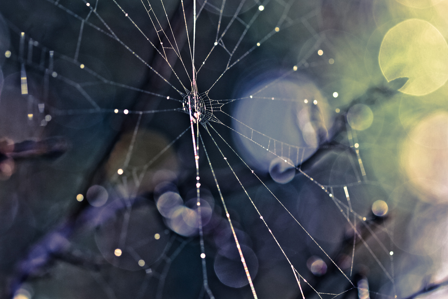 Canon EOS 7D + Canon EF 100mm F2.8 Macro USM sample photo. A spiders dream photography