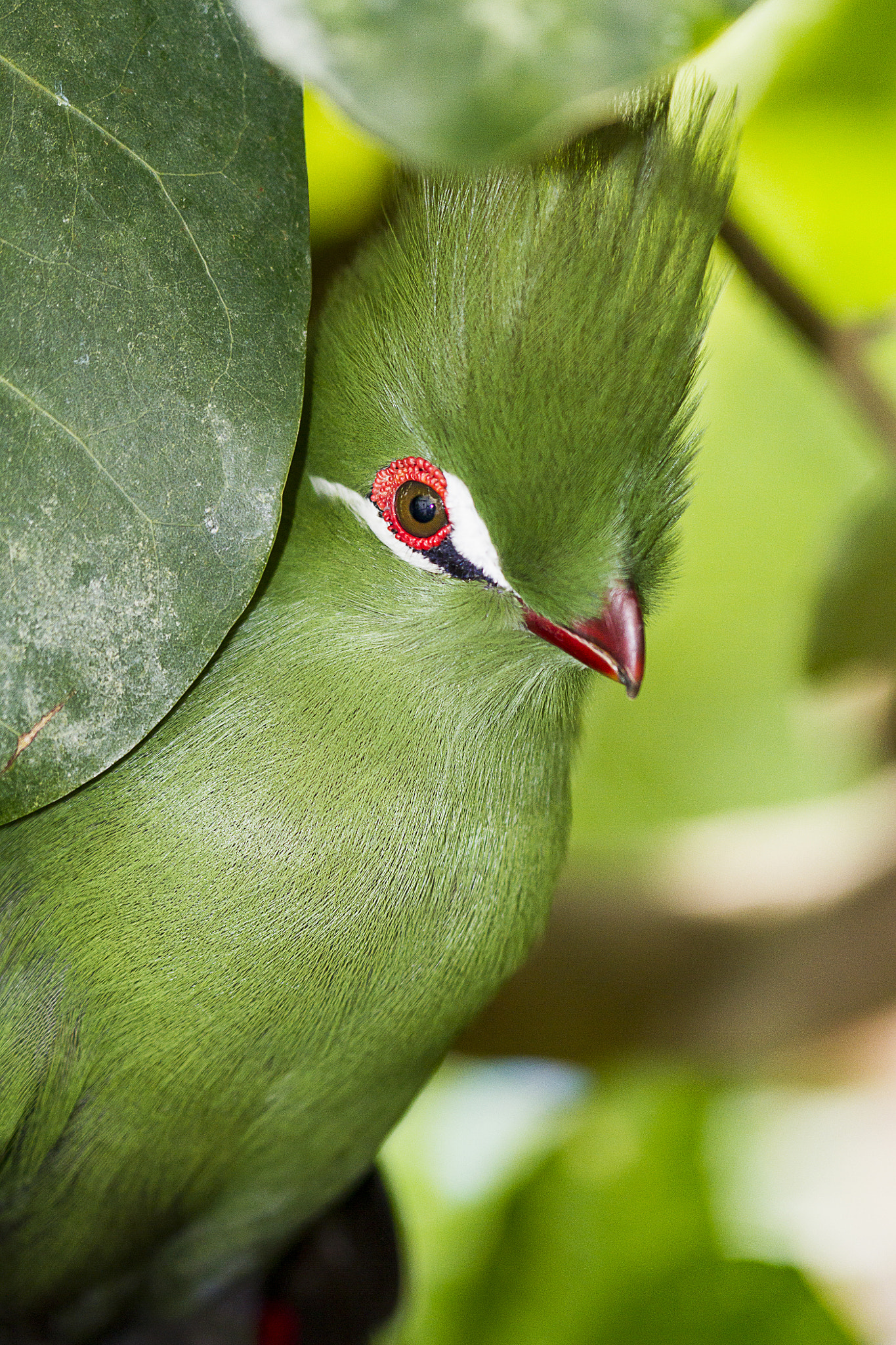 Canon EOS 7D + Canon EF 100mm F2.8 Macro USM sample photo. Green bird portrait photography