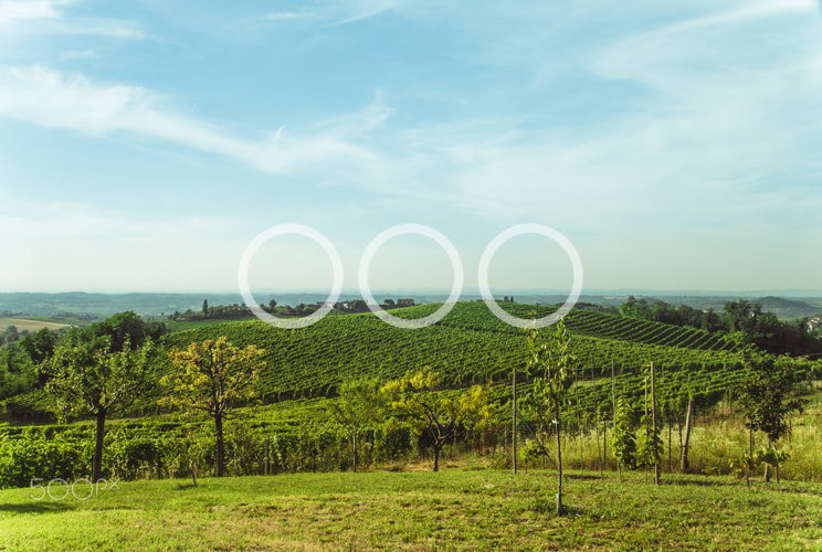 Sony a7S sample photo. Hills and vineyards photography