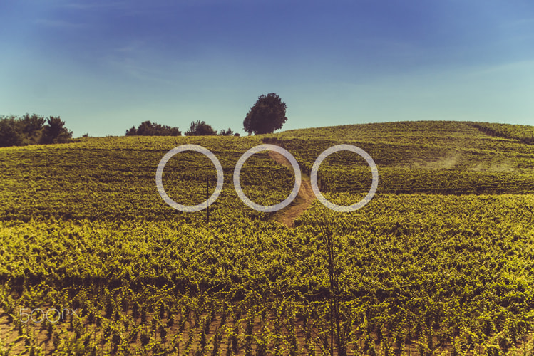 Sigma 18-125mm F3.8-5.6 DC OS HSM sample photo. Italian vineyards photography