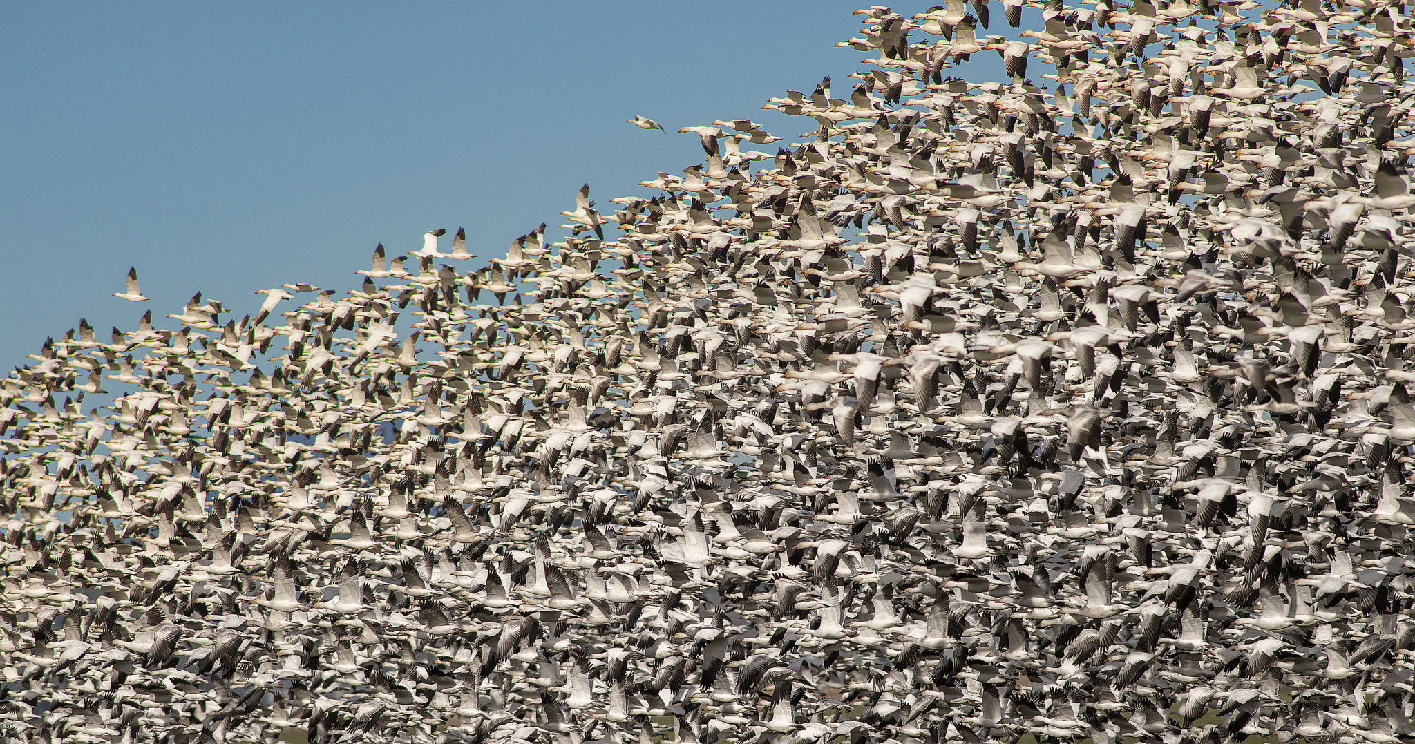 AF Nikkor 300mm f/4 IF-ED sample photo. Snow geese migration photography