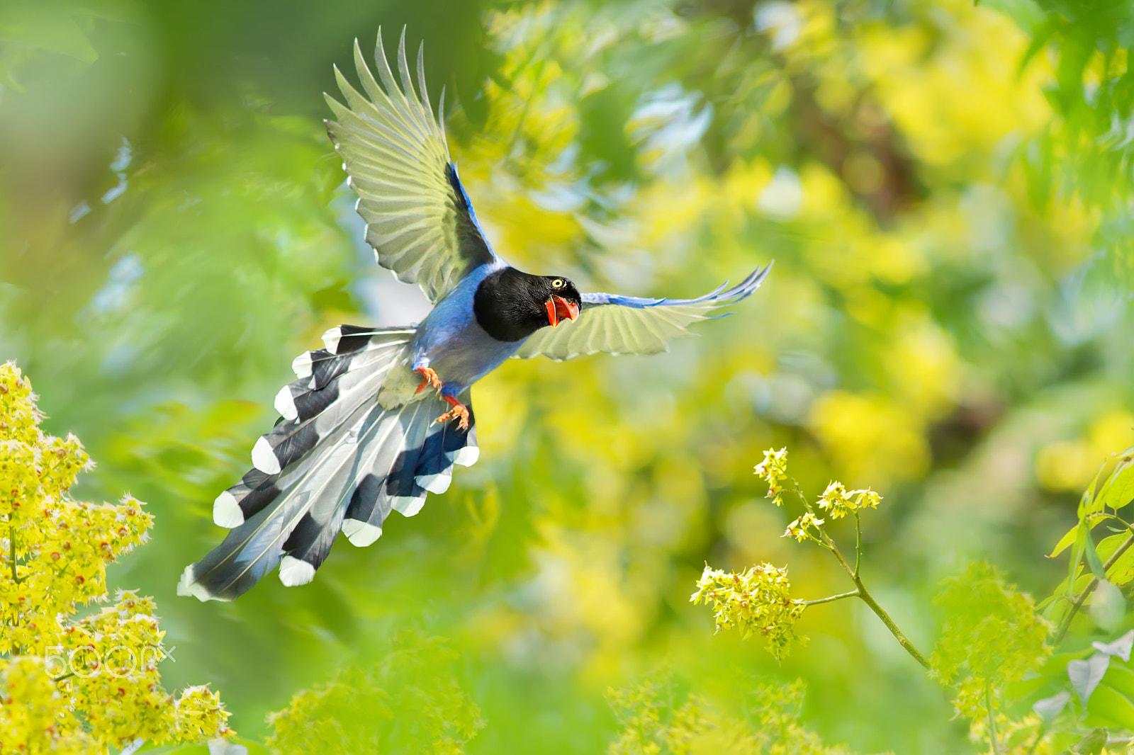 Sony SLT-A77 + Minolta AF 300mm F2.8 HS-APO G sample photo. ～ come spread your wings ～ photography