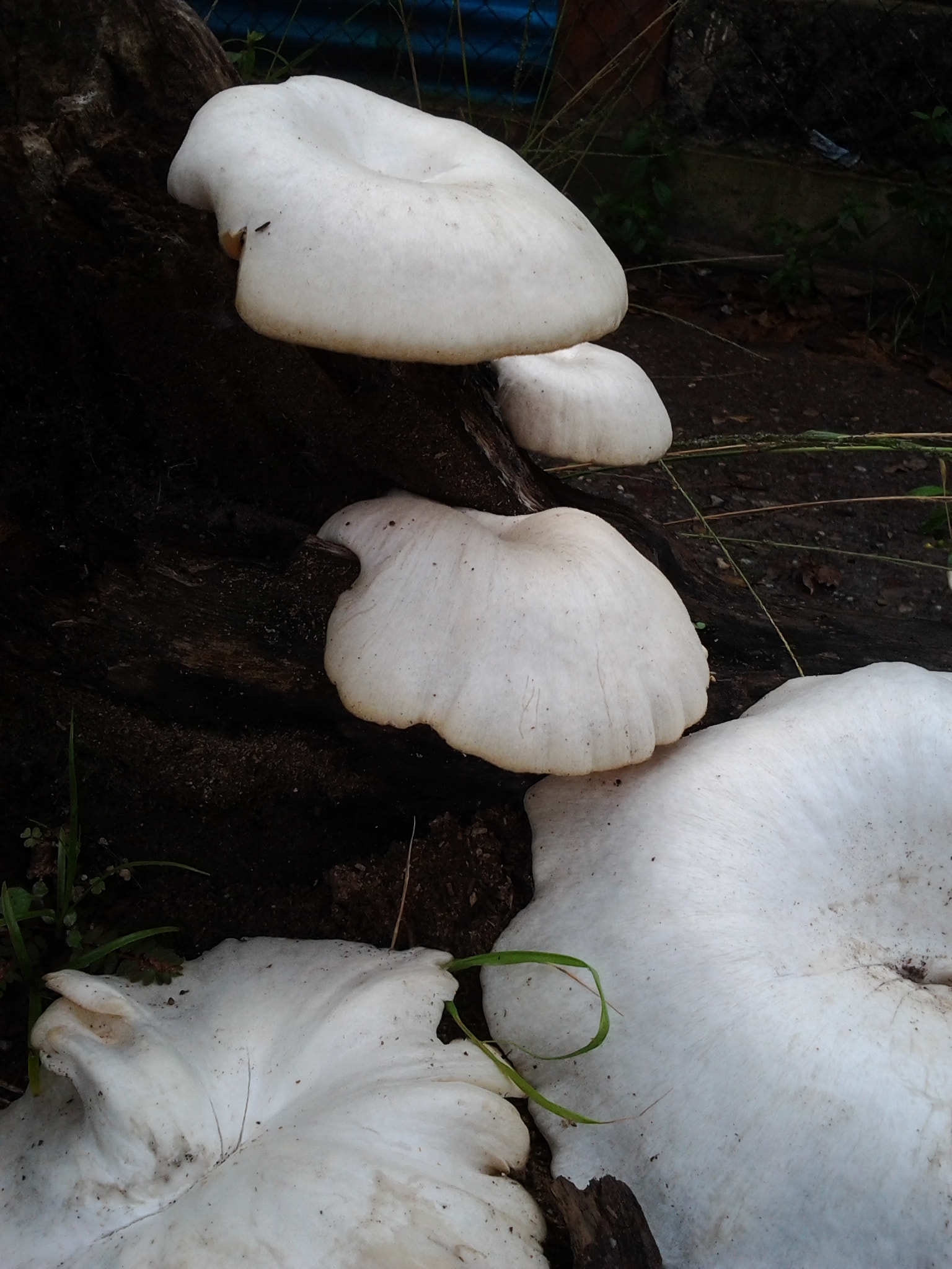 Samsung Galaxy Pro sample photo. Mushrooms photography