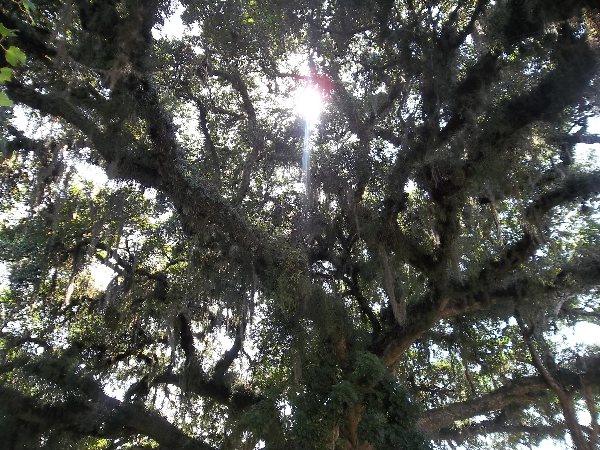 Kodak EASYSHARE CAMERA, M522 sample photo. Olhar do sol  photography