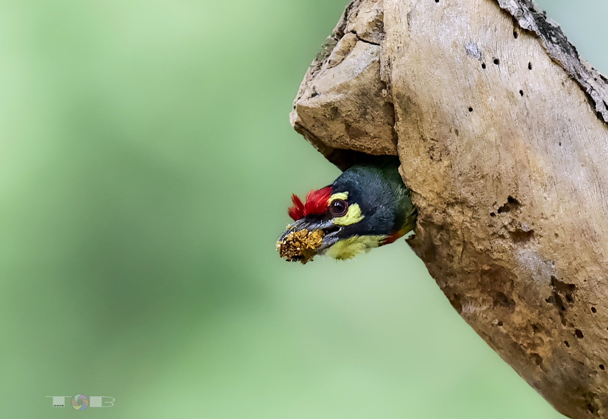 Nikon AF-S Nikkor 600mm F4D ED-IF II sample photo