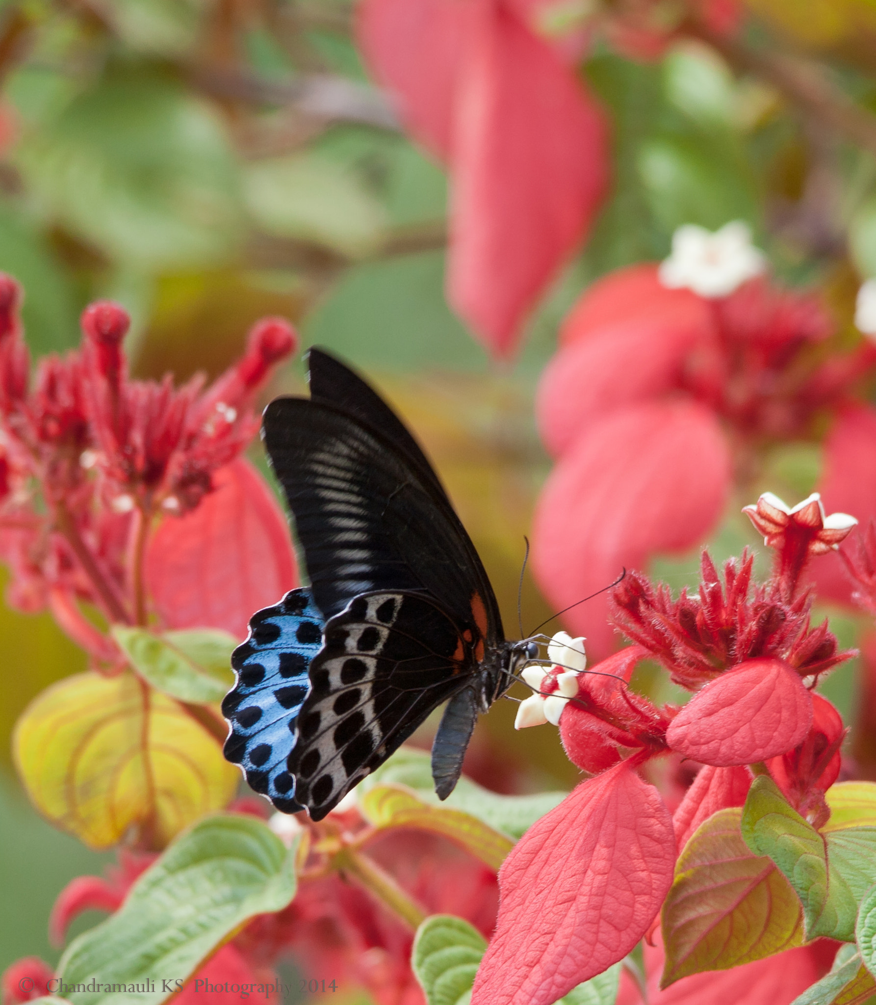 Sigma 150-500mm F5-6.3 DG OS HSM sample photo. Butterfly photography