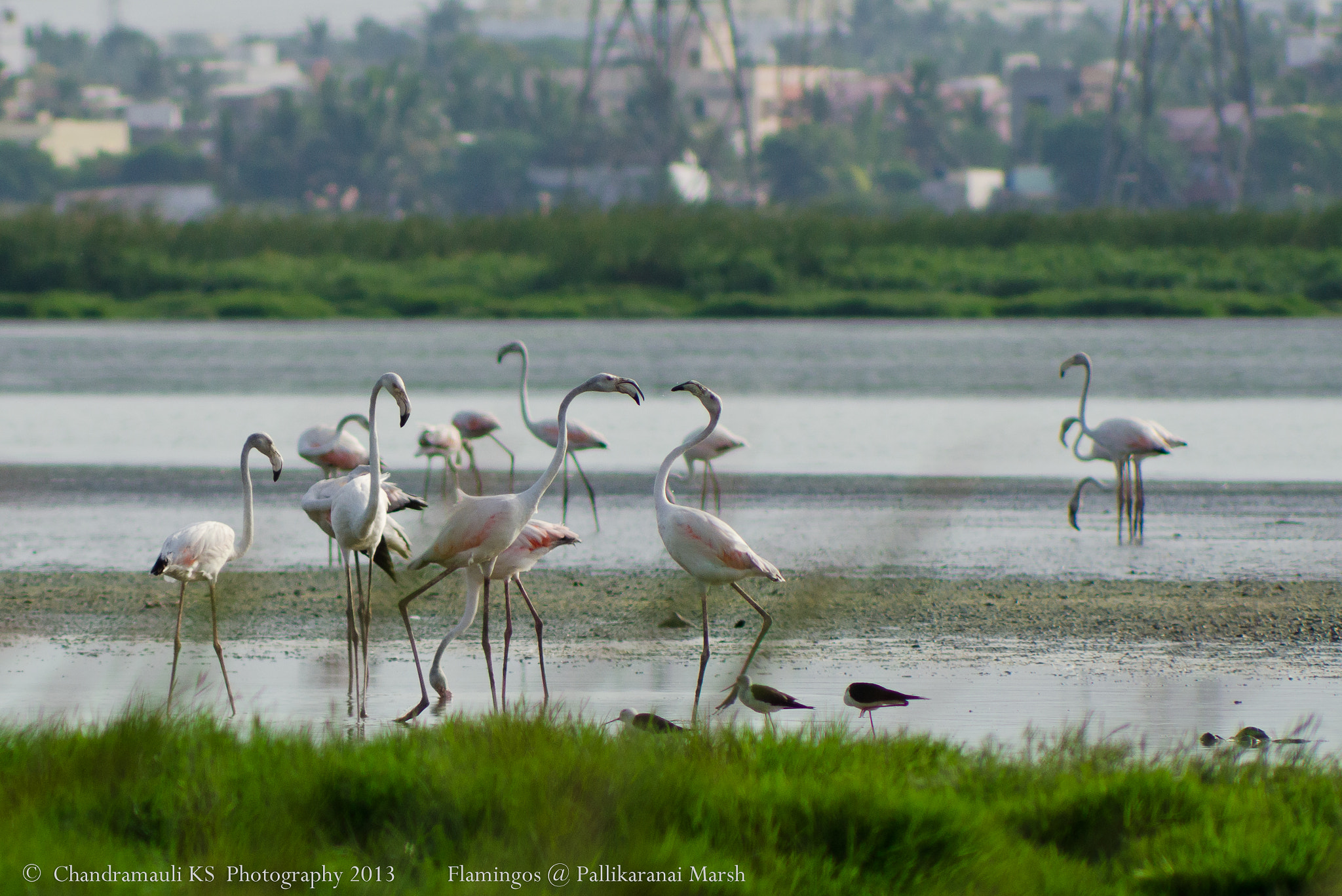 Sigma APO 400mm F5.6 sample photo. Flamingo photography