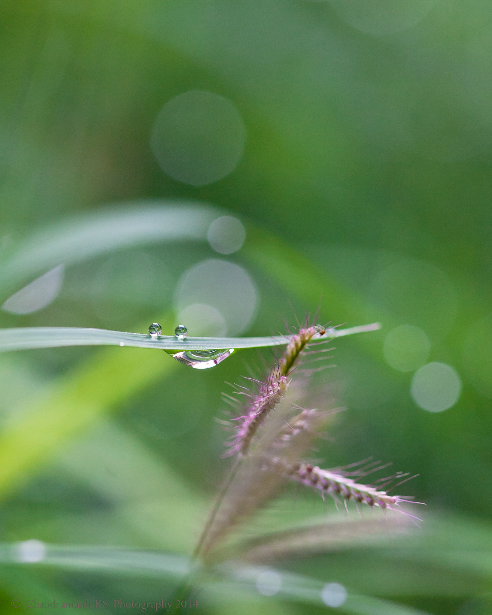 Canon EOS 5D + Canon EF 100mm F2.8 Macro USM sample photo. Flamingo photography