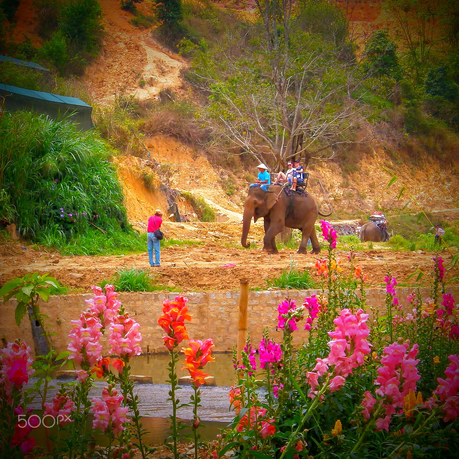 Olympus VG150,D735 sample photo. Elephant in dalat photography
