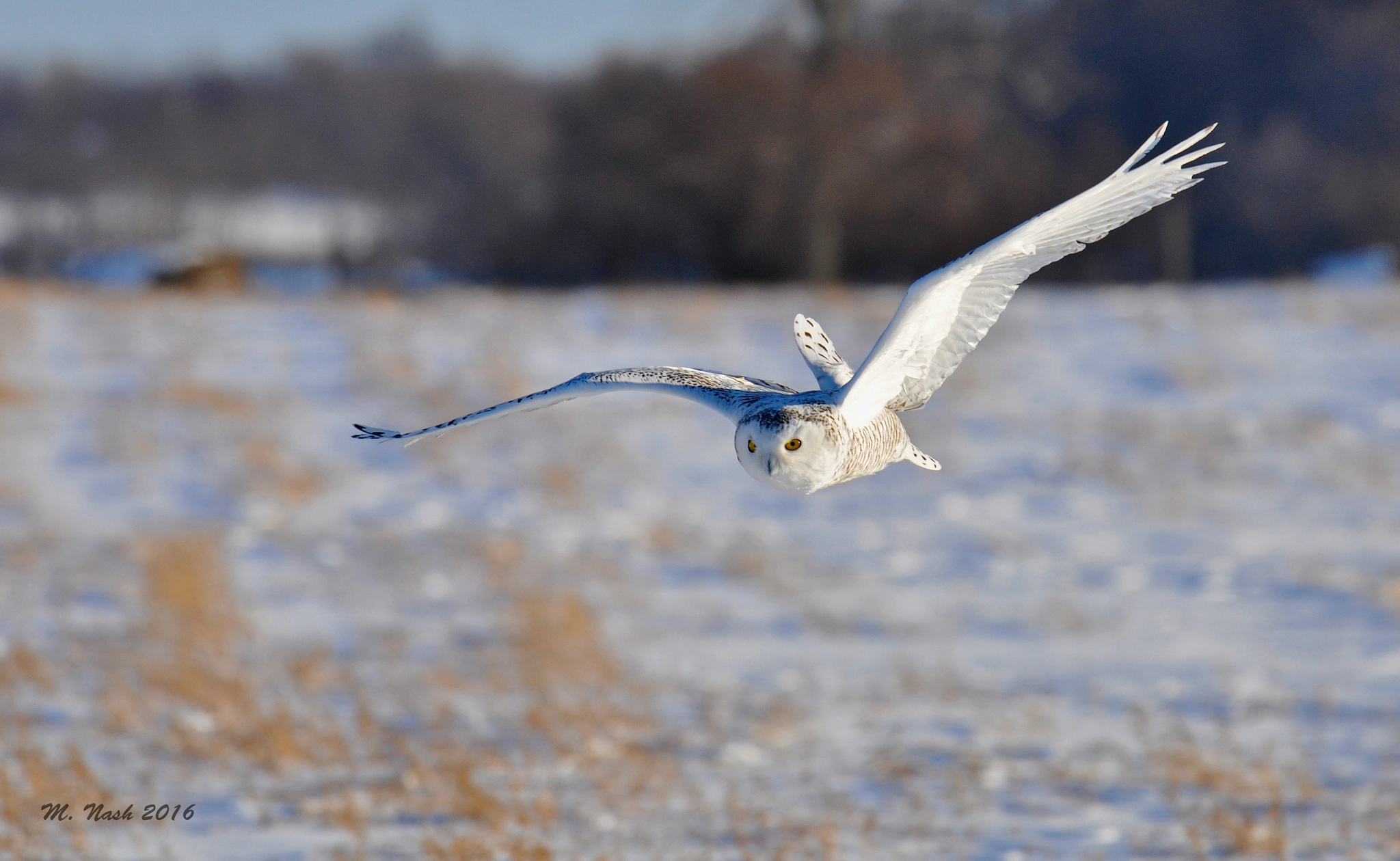 Nikon AF-S Nikkor 200-500mm F5.6E ED VR sample photo. Snow hunter photography