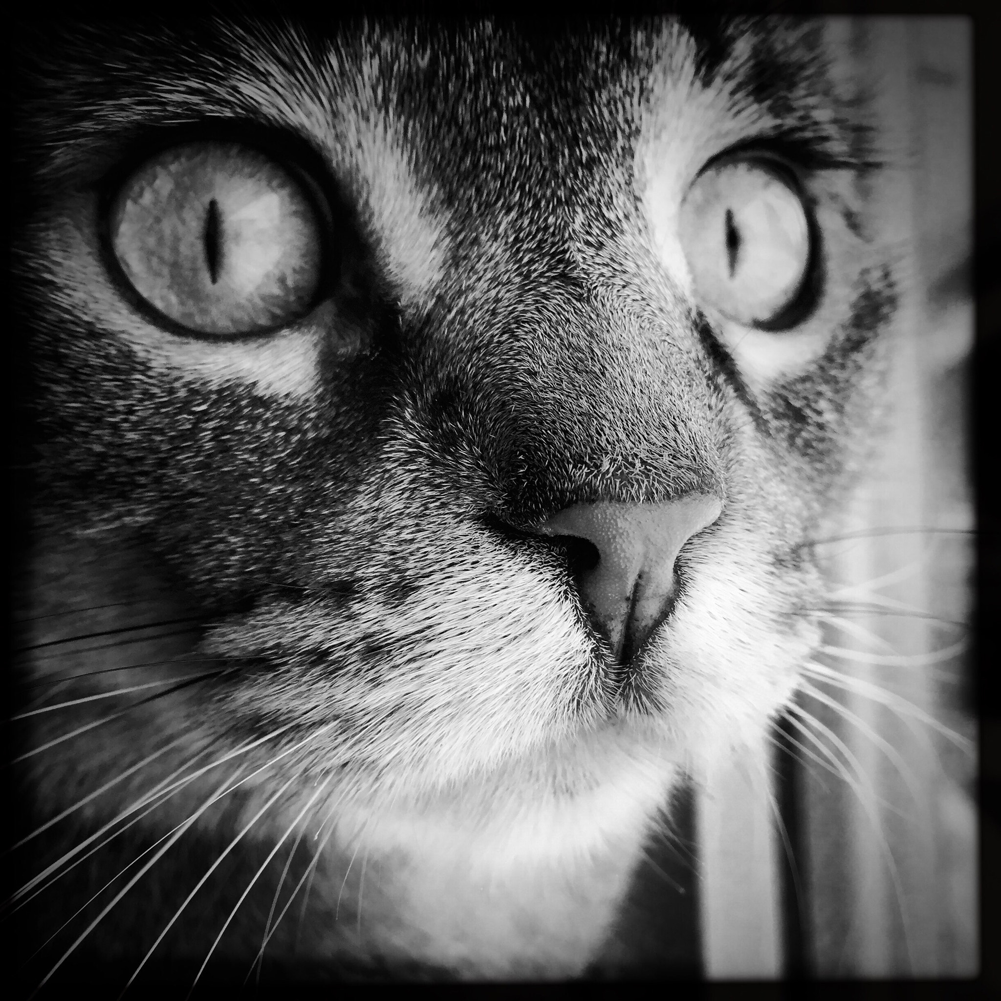 Hipstamatic 310 sample photo. Tasha in black & white closeup photography