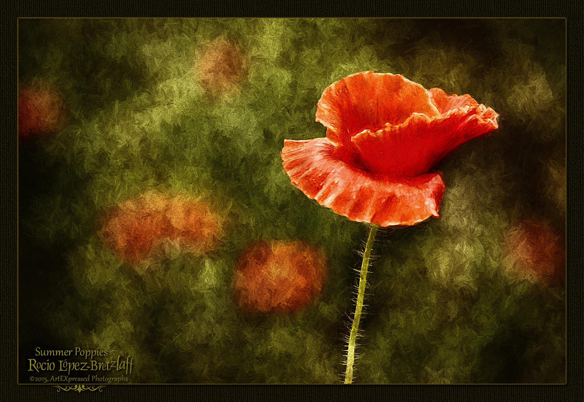 Sigma 70-300mm F4-5.6 APO DG Macro sample photo. Summer poppies photography