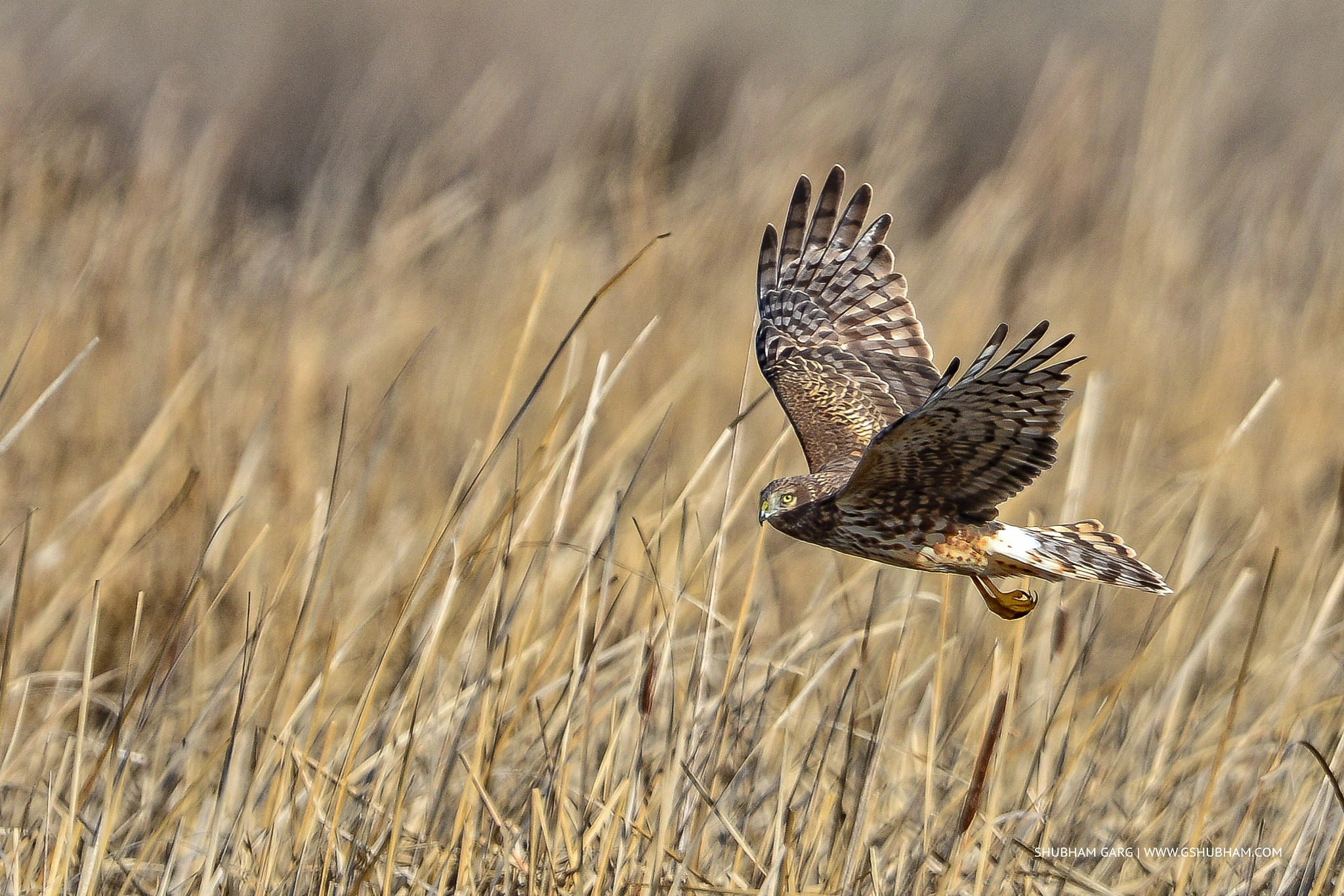 Nikon D800 + Nikon AF-S Nikkor 600mm F4G ED VR sample photo. Female northern harrior photography