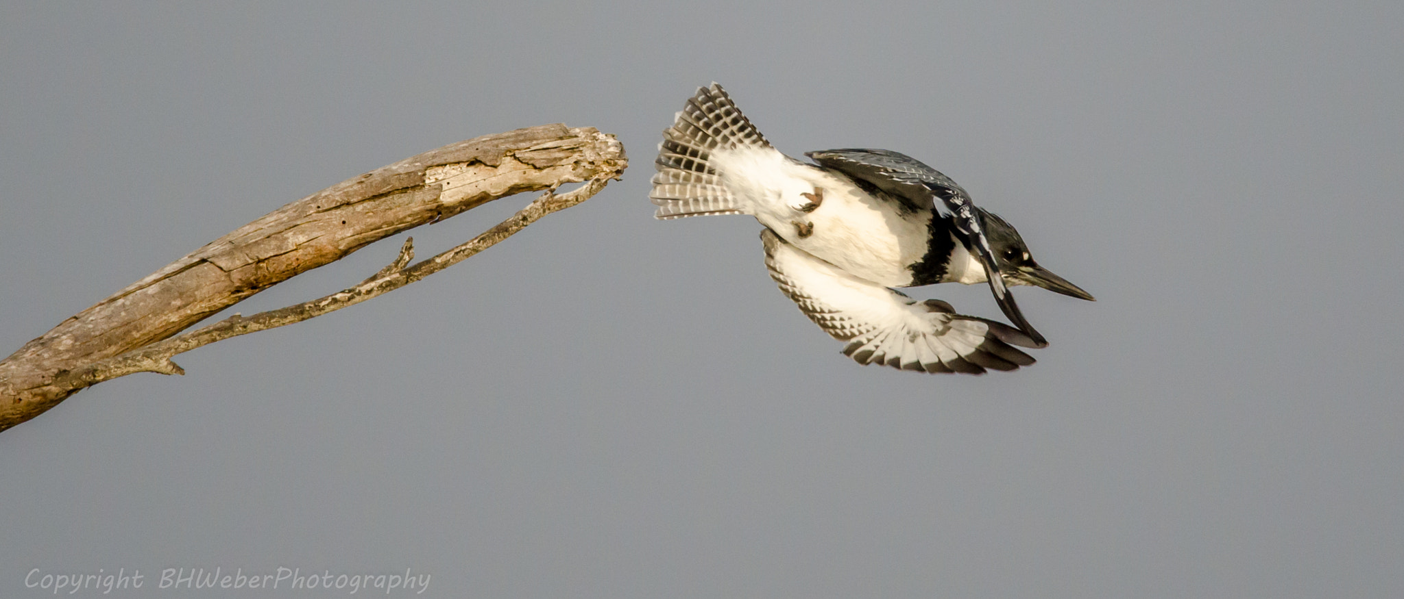 Nikon Nikkor AF-S 300mm F4E PF ED VR sample photo. High dive photography