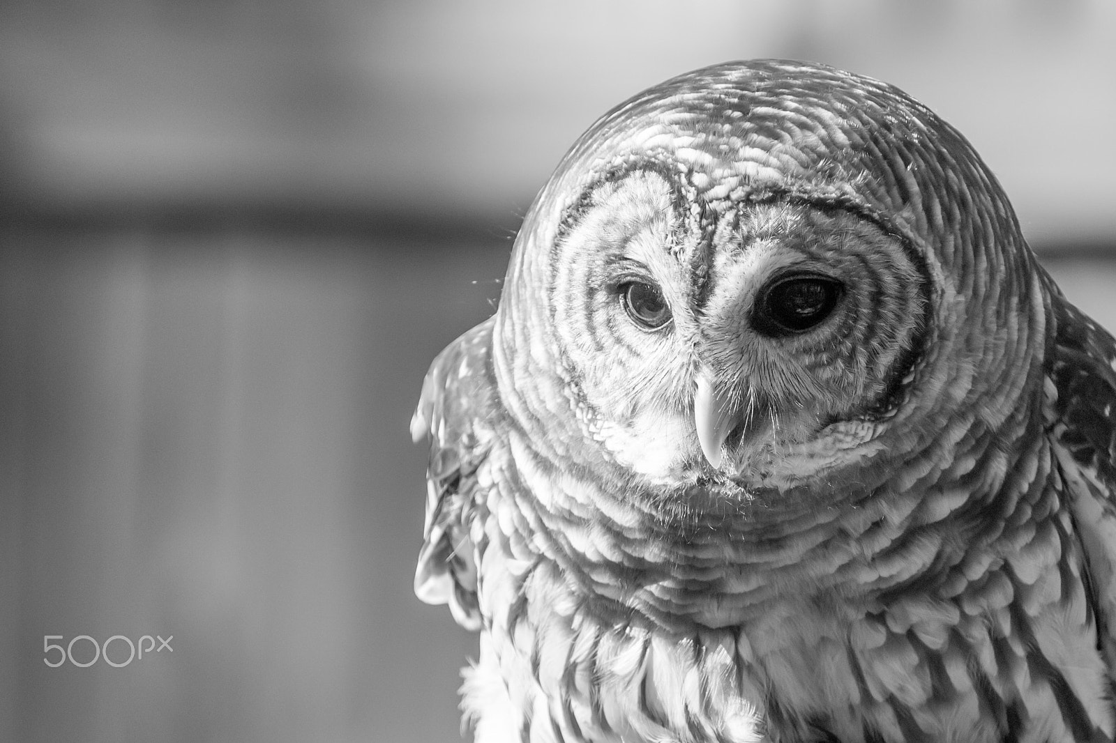 Nikon D2X sample photo. Bad bard photography