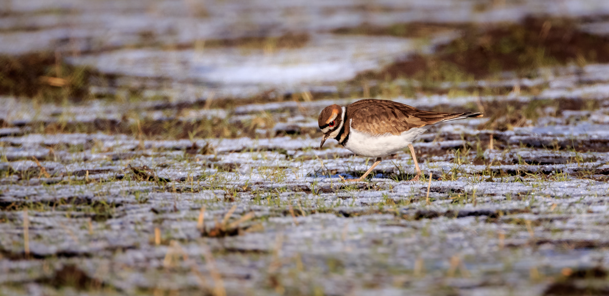 Canon EF 800mm F5.6L IS USM sample photo. American plover photography