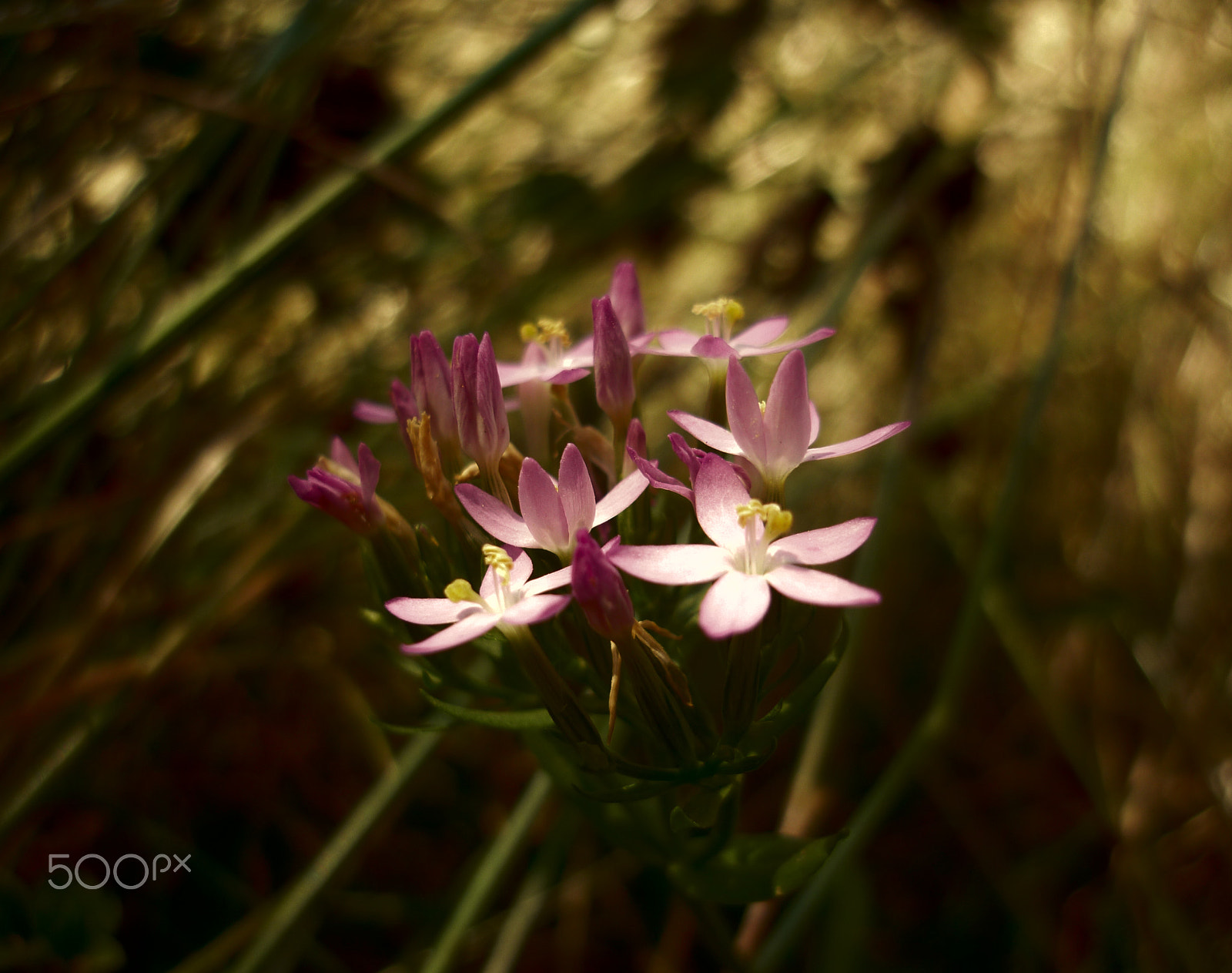 Panasonic DMC-FS42 sample photo. Inside the fangorn forest photography