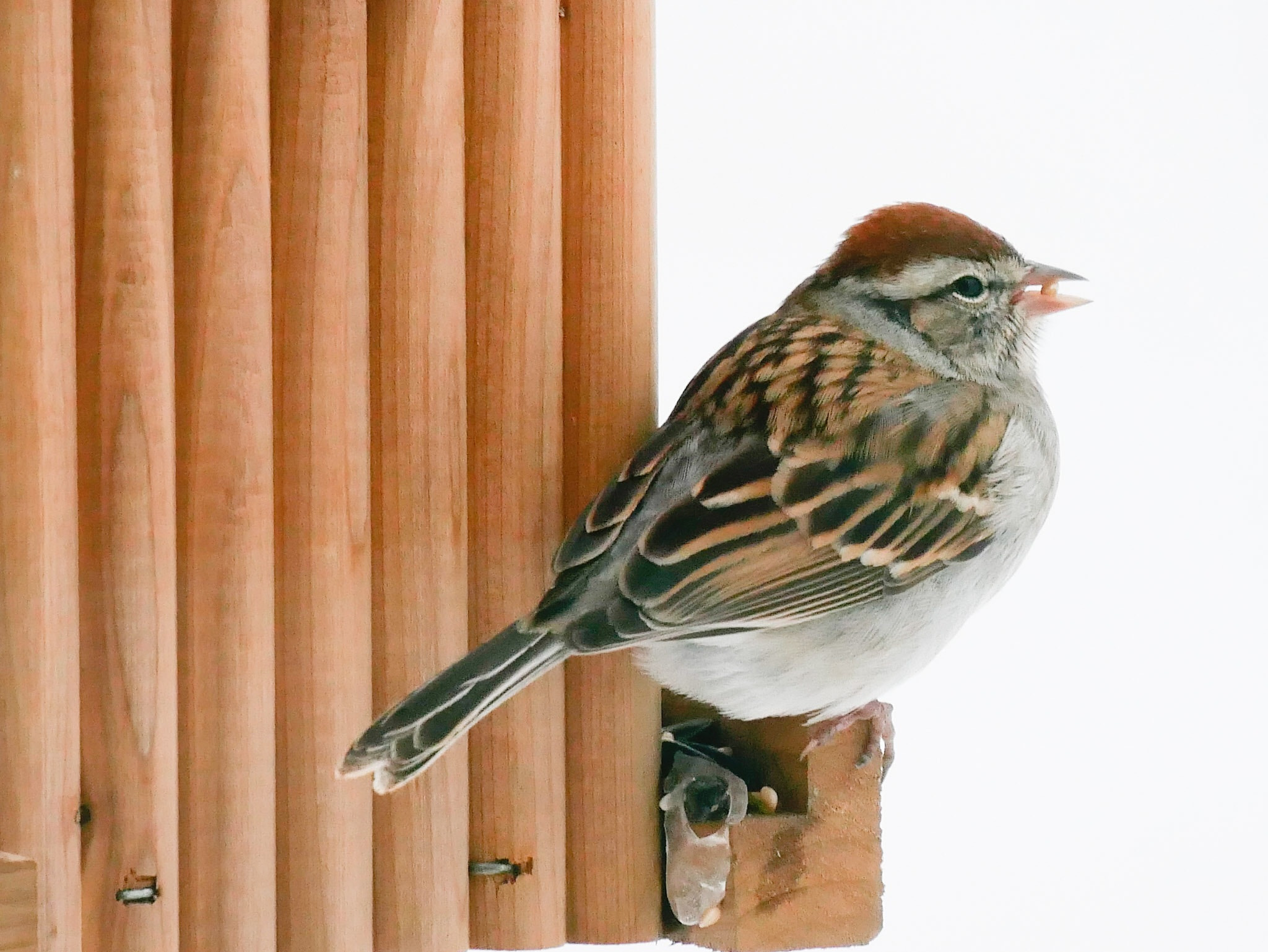 LUMIX G VARIO 45-150/F4.0-5.6 sample photo. Sparrow photography