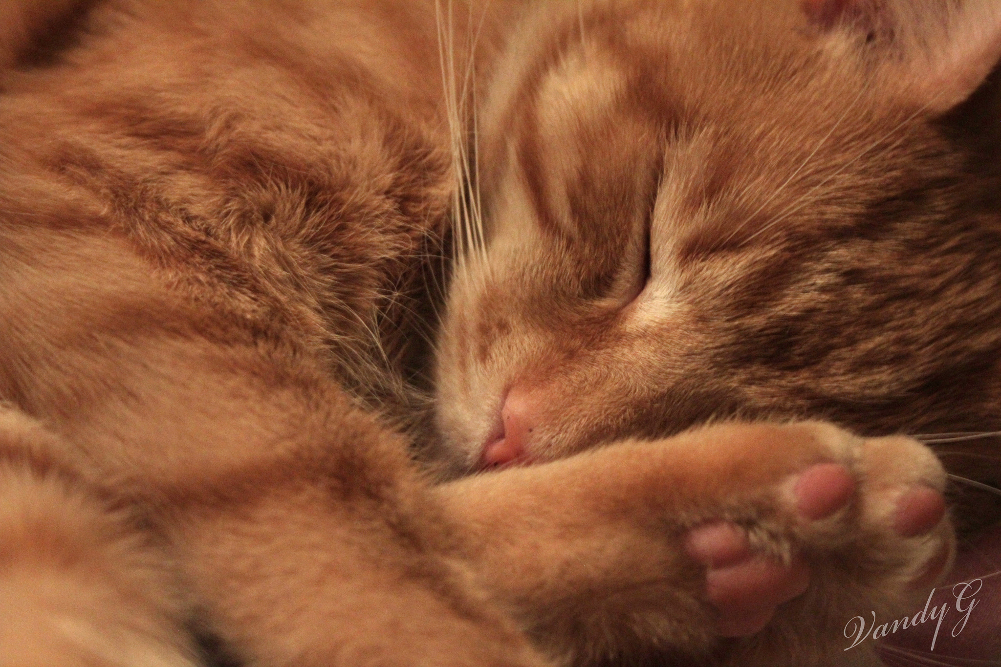 Canon EF-S 18-55mm F3.5-5.6 sample photo. Curled up kitty  photography
