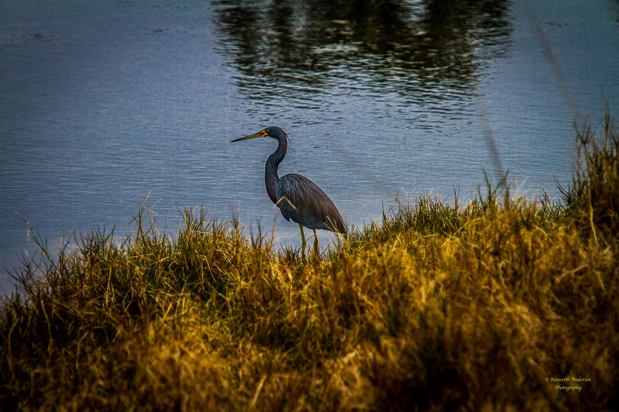 Canon EF 70-200mm F2.8L IS USM sample photo. St marks wildlife photography