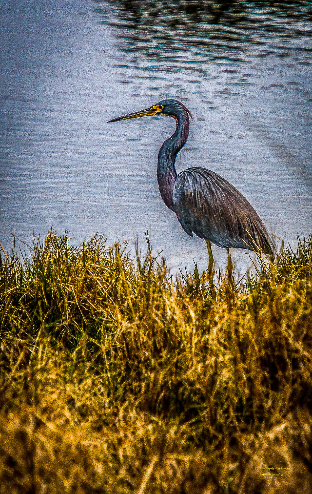Canon EF 70-200mm F2.8L IS USM sample photo. St marks wildlife photography