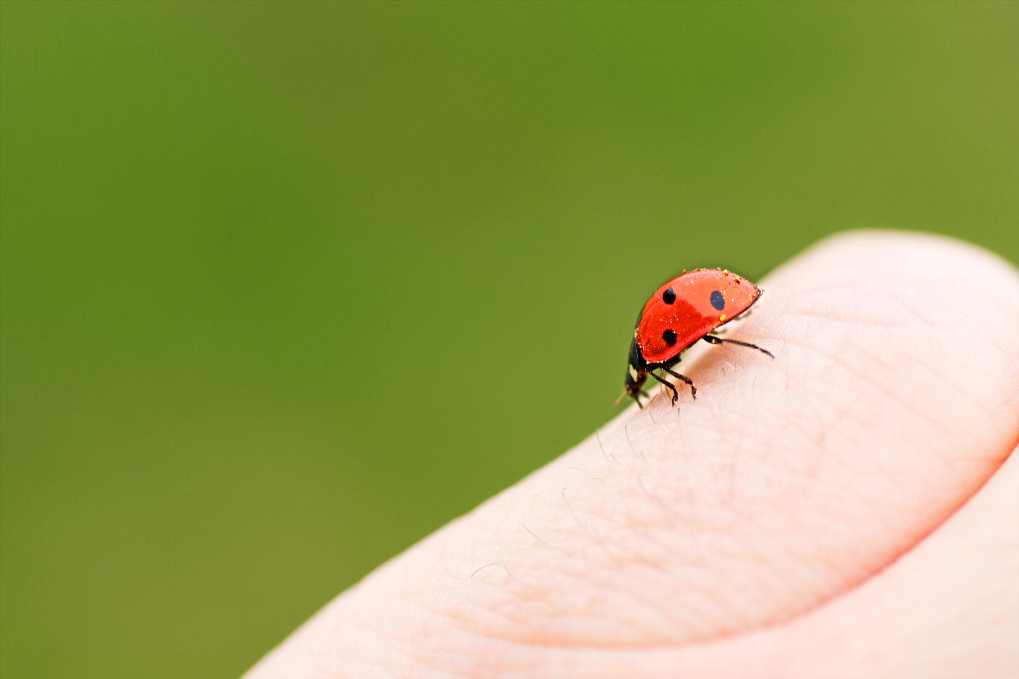 Sony SLT-A65 (SLT-A65V) + Tamron SP AF 90mm F2.8 Di Macro sample photo. The lady in red photography