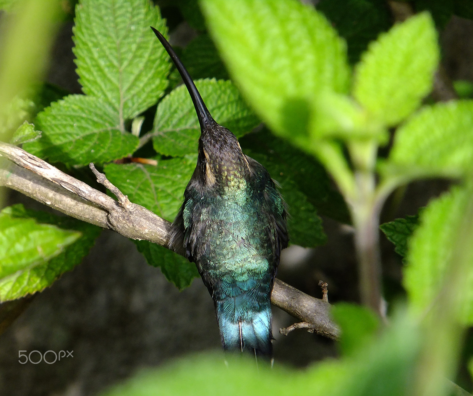 FujiFilm FinePix F300EXR (FinePix F305EXR) sample photo. Hummingbird photography