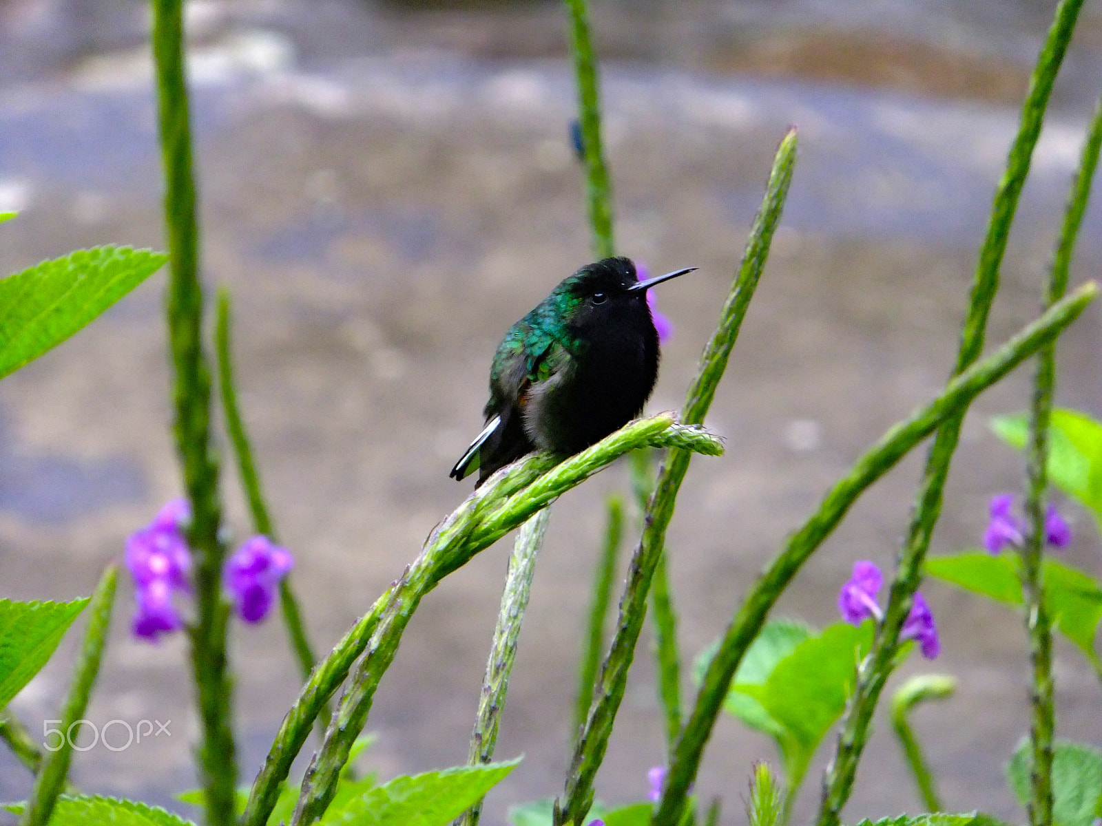 FujiFilm FinePix F300EXR (FinePix F305EXR) sample photo. Hummingbird photography