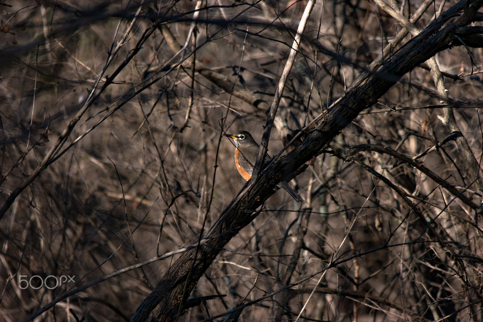 Samsung NX1 + Samsung NX 50-200mm F4-5.6 ED OIS sample photo. Lonely robin photography