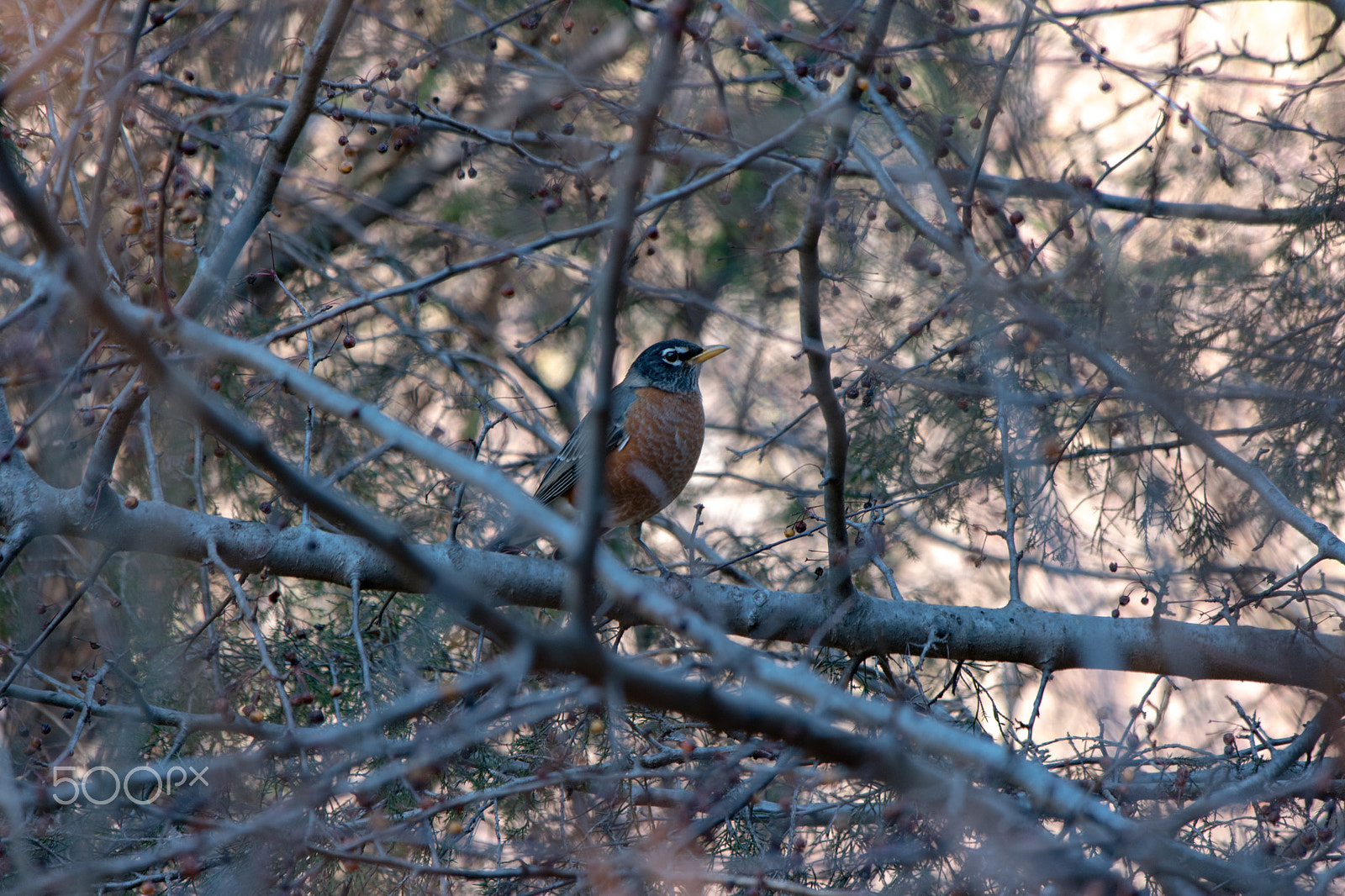 Samsung NX1 + Samsung NX 50-200mm F4-5.6 ED OIS sample photo. Robin photography