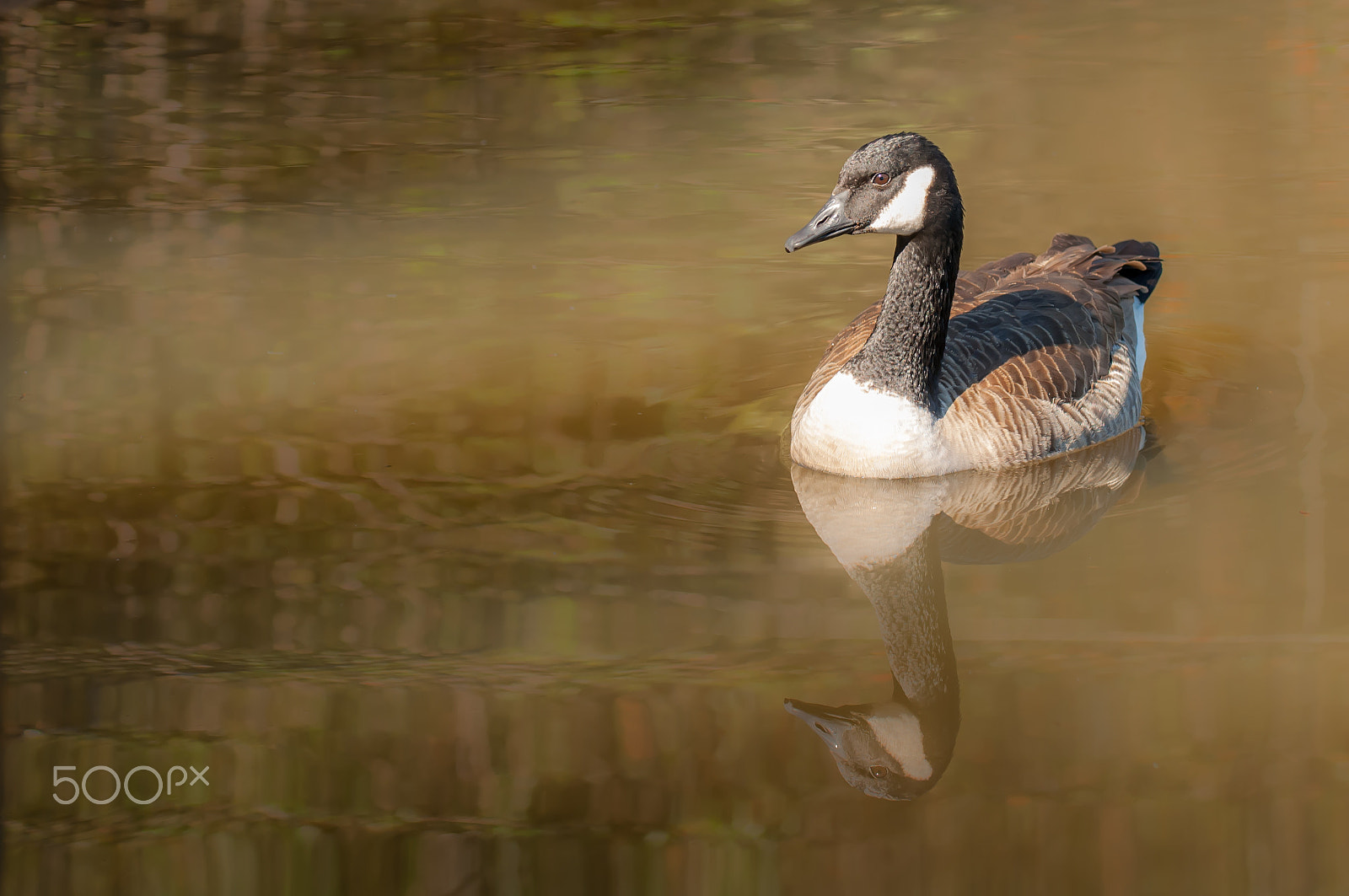 Nikon D2X sample photo. Canadian goose photography