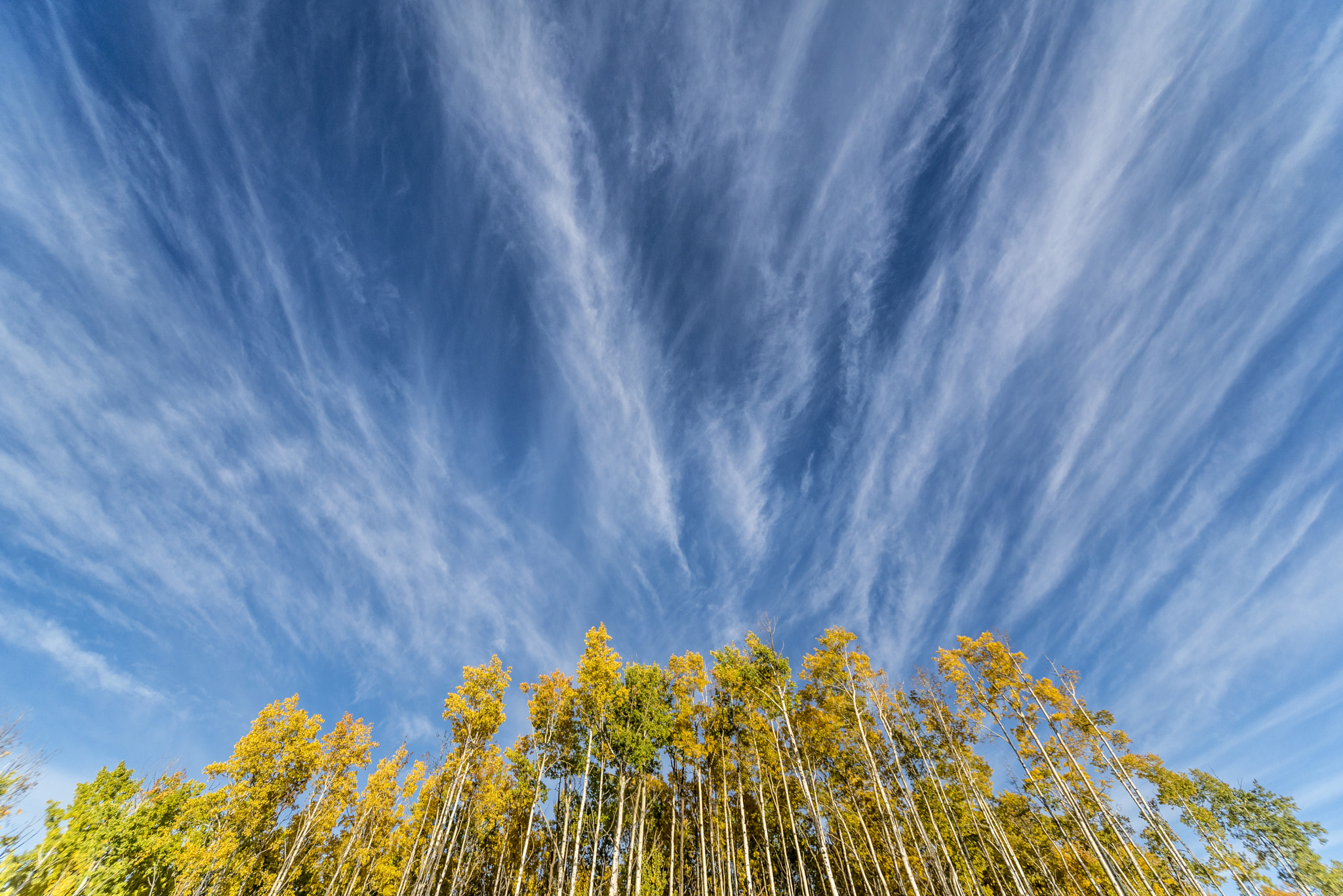 Sigma 12-24mm F4.5-5.6 EX DG Aspherical HSM sample photo. Golden autumn-fall trees below cirrus cloud strea photography