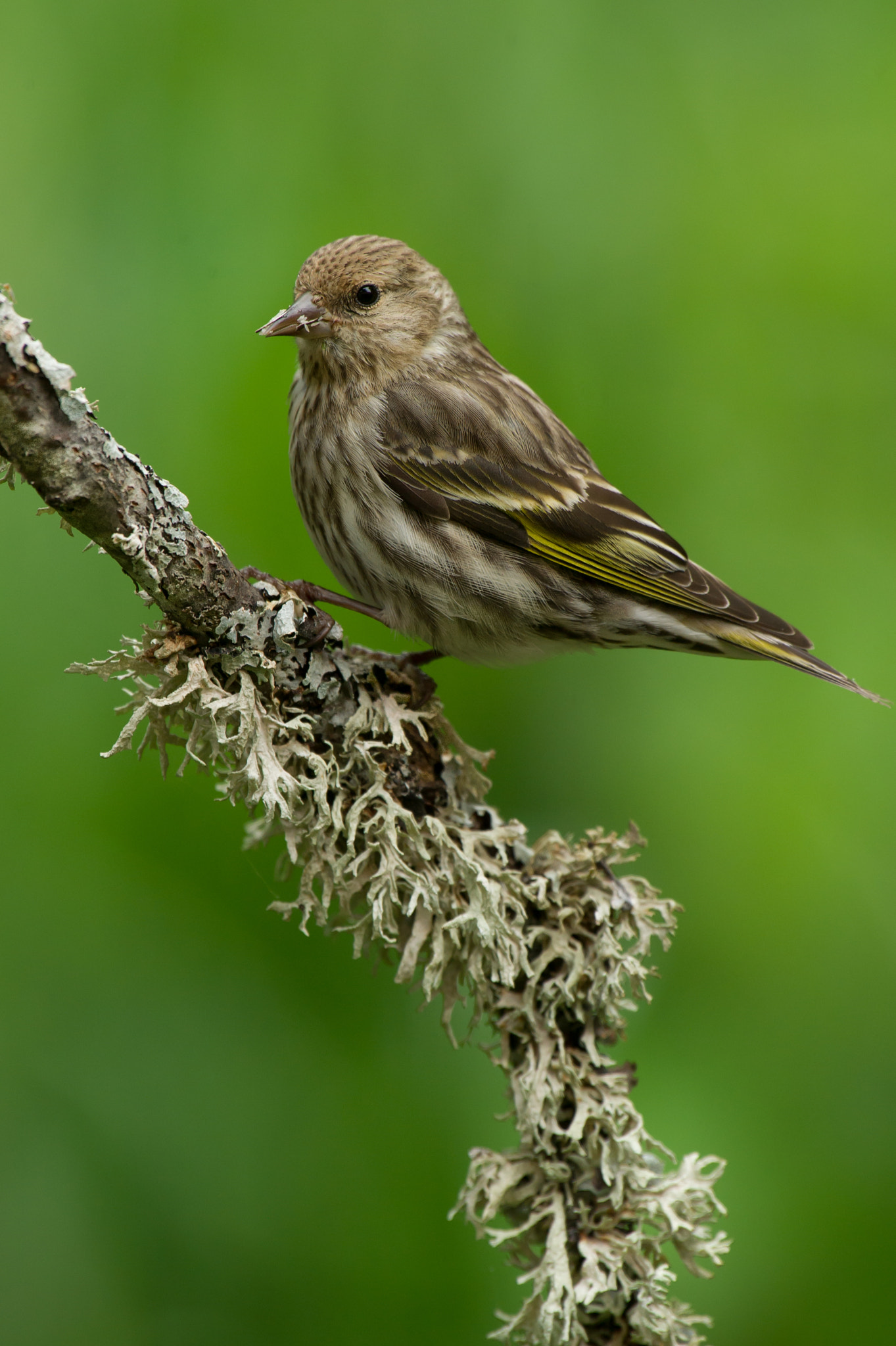 Nikon AF-S Nikkor 400mm F2.8G ED VR II sample photo. Pine siskin photography