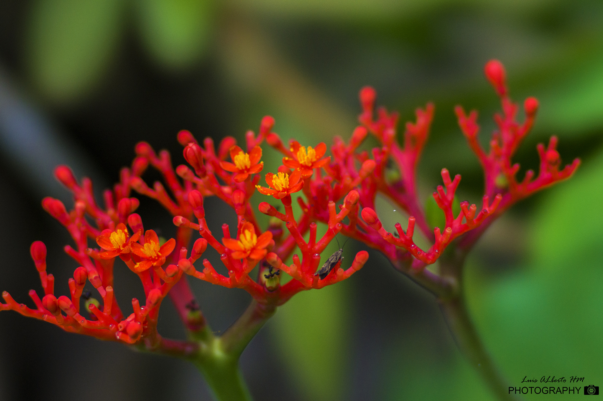 Sony 135mm F2.8 [T4.5] STF sample photo. Flowers in moyobamba photography