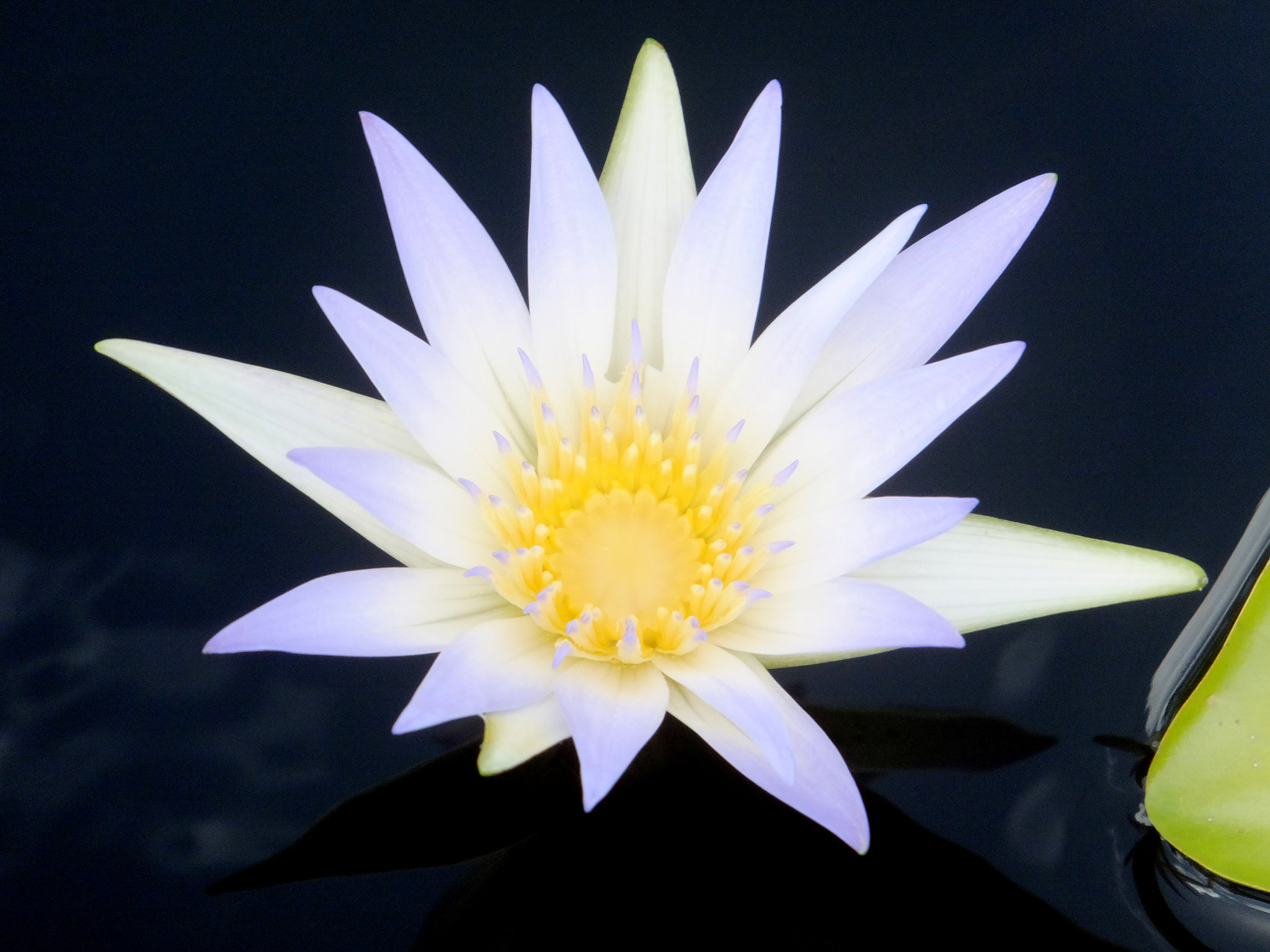 Fujifilm FinePix F850EXR sample photo. Waterlillies photography