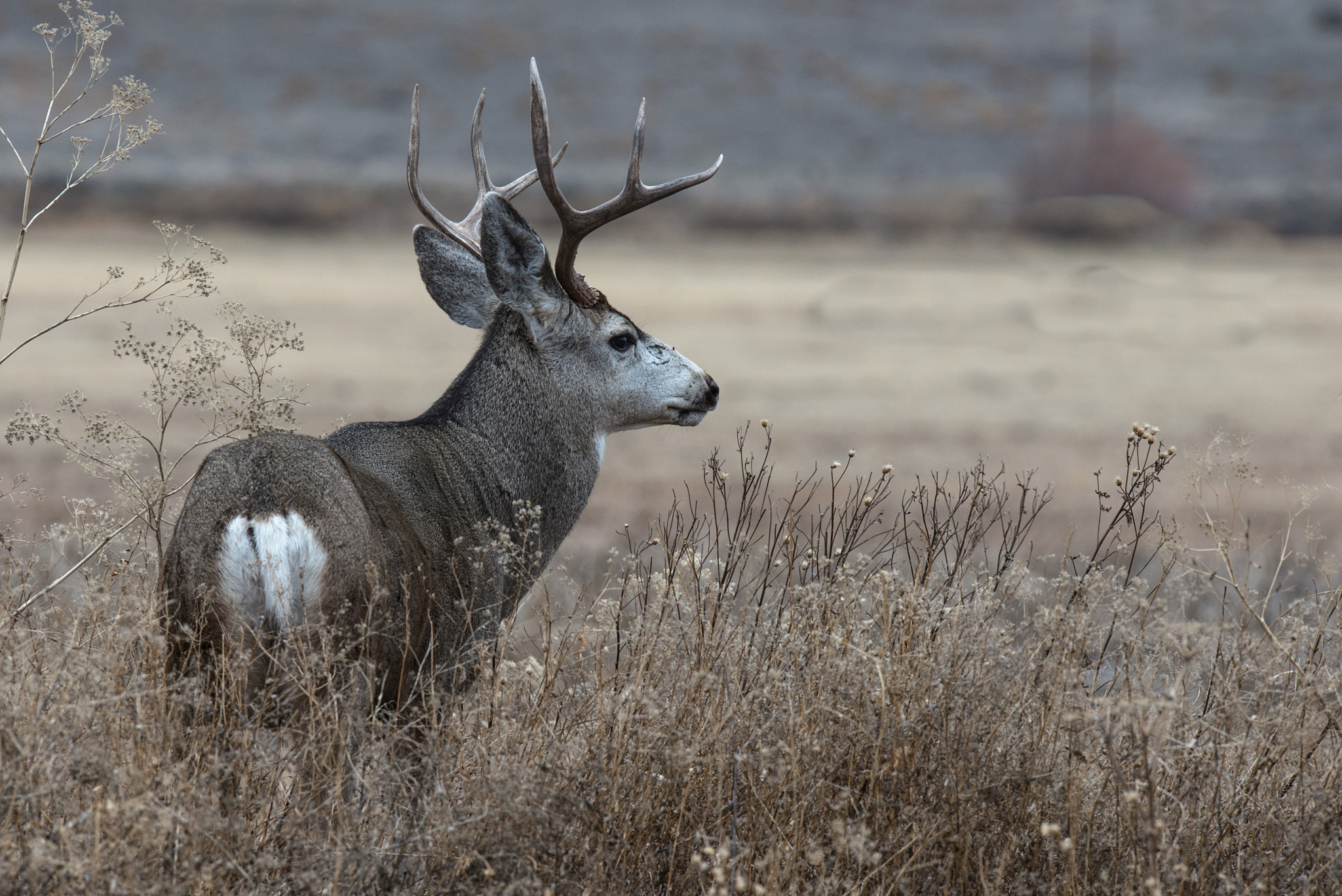 Nikon AF-S Nikkor 400mm F2.8G ED VR II sample photo. Alert mule deer on the malheur nwr photography