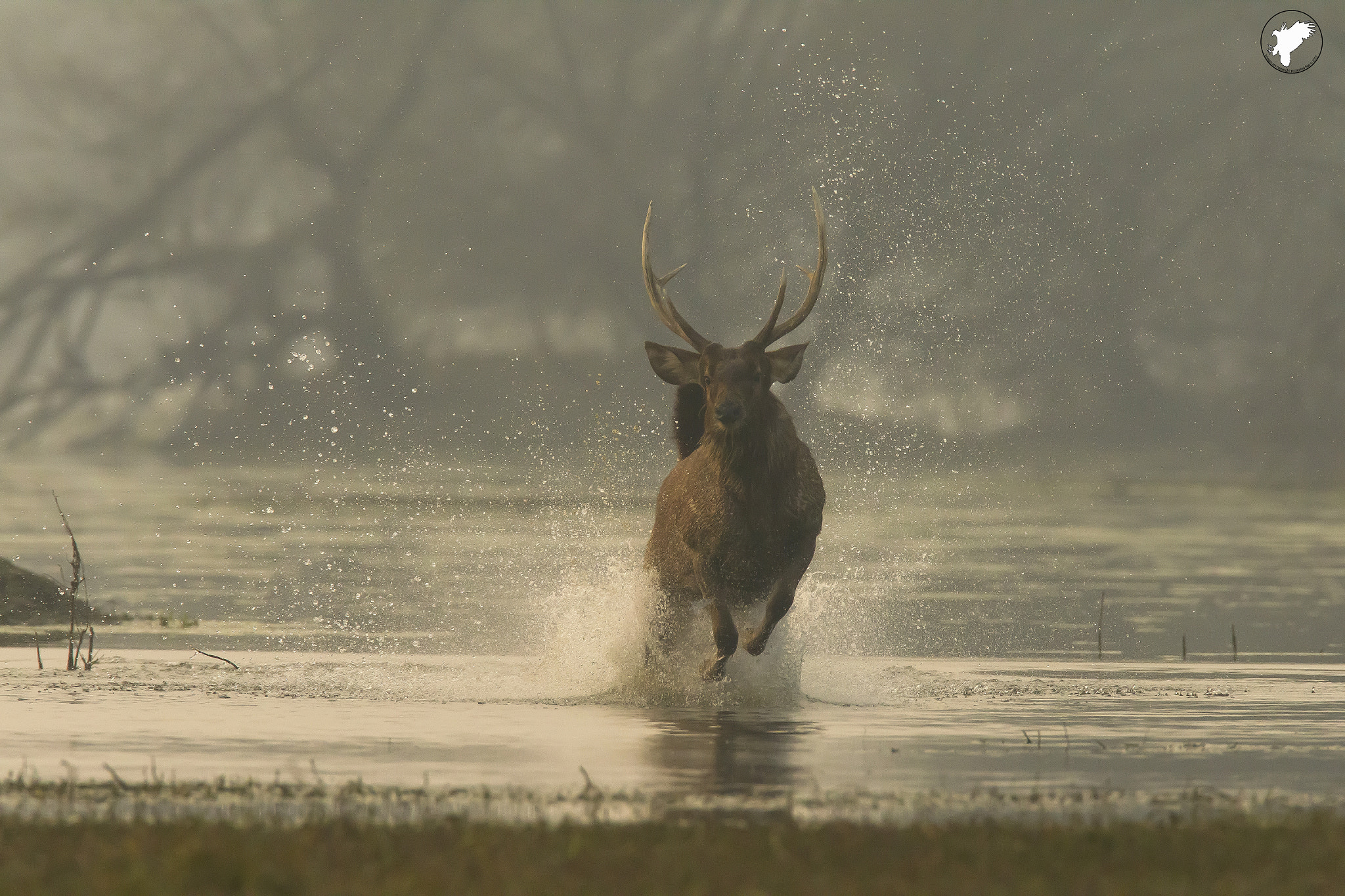 Canon EF 600mm F4L IS USM sample photo. On a foggy day photography