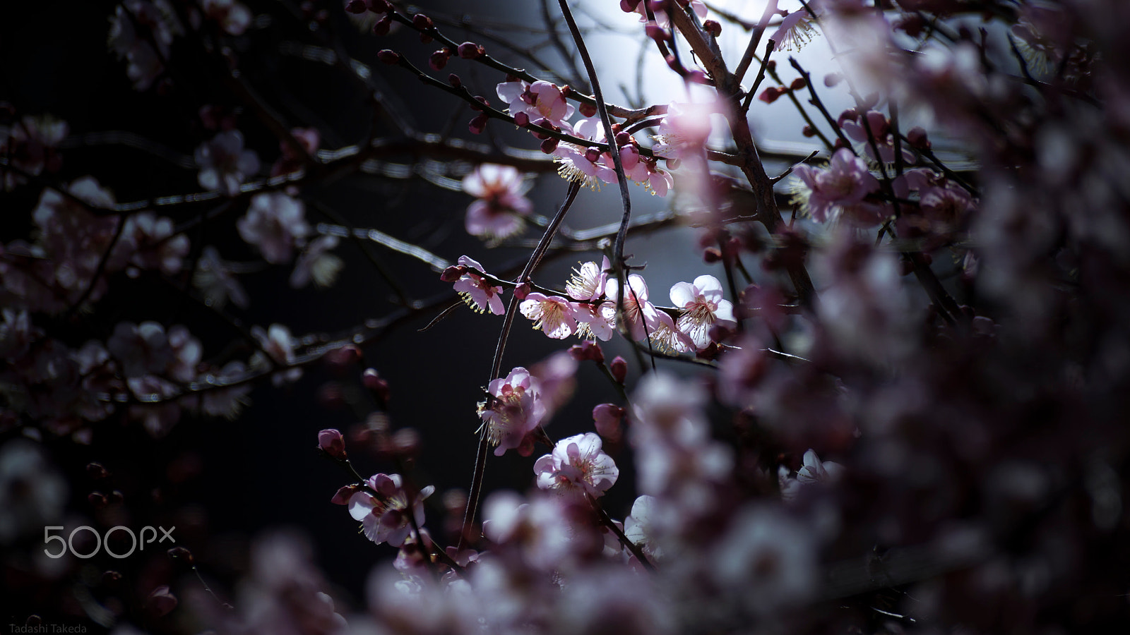 Sony SLT-A77 + Sony DT 55-300mm F4.5-5.6 SAM sample photo. Wait for spring plum blossoms photography