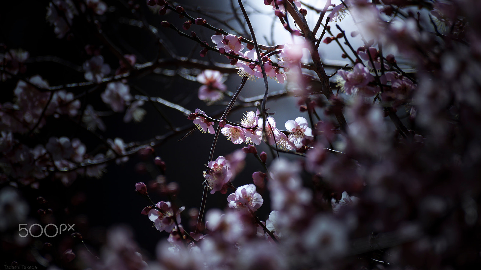 Sony DT 55-300mm F4.5-5.6 SAM sample photo. Wait for spring plum blossoms photography