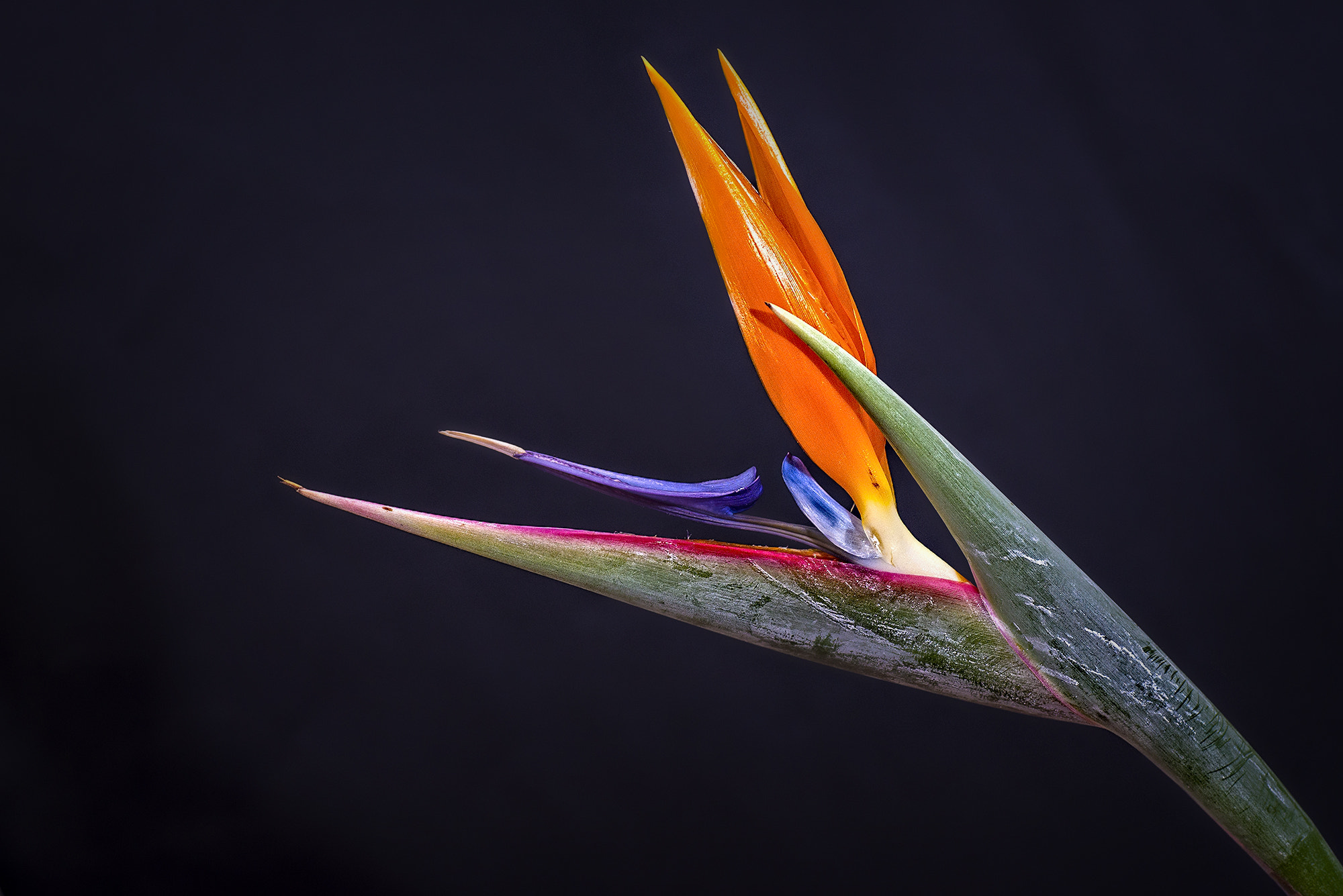 Nikon D600 sample photo. Bird of paradise photography